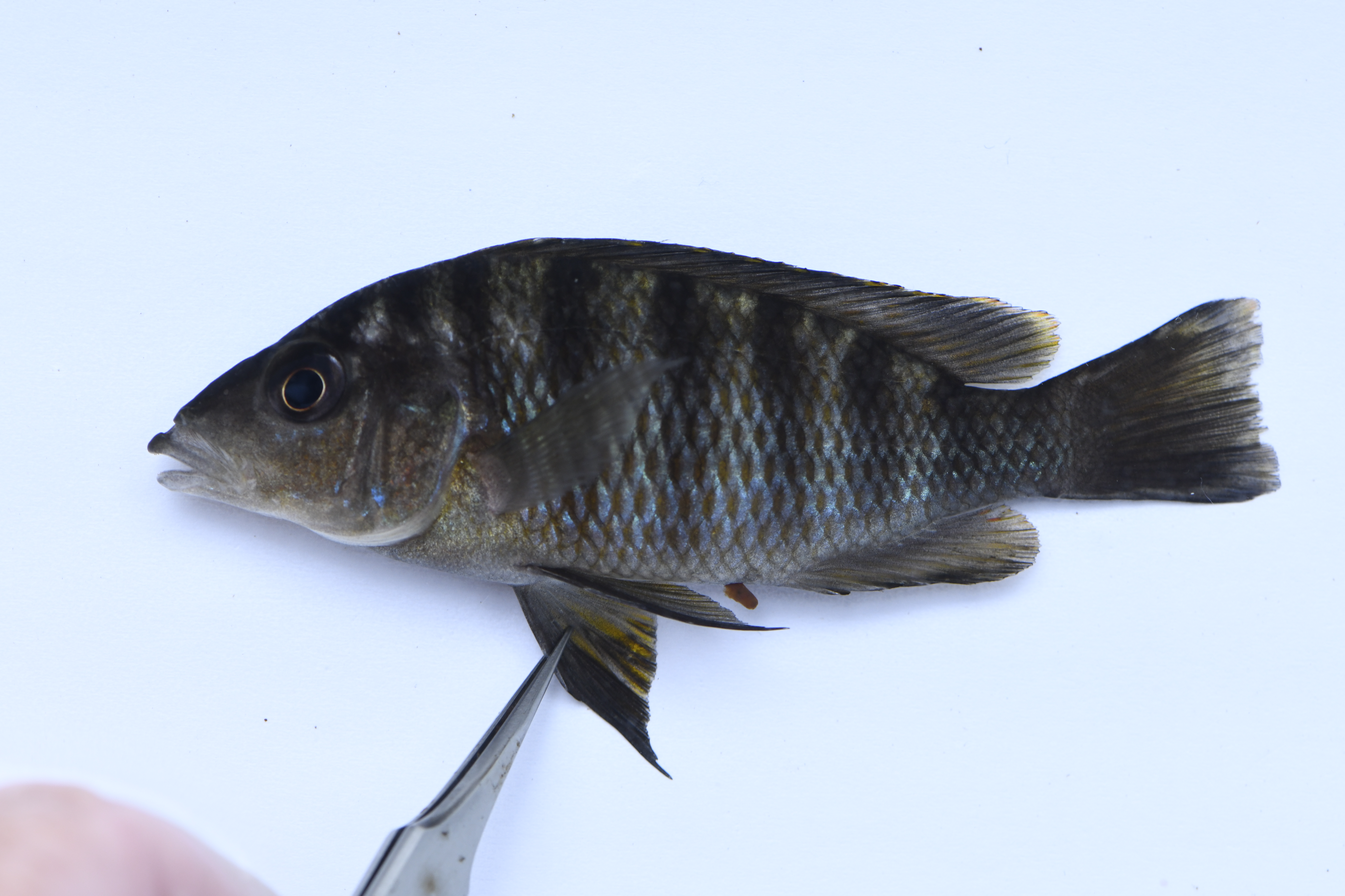 Gnathochromis pfefferi