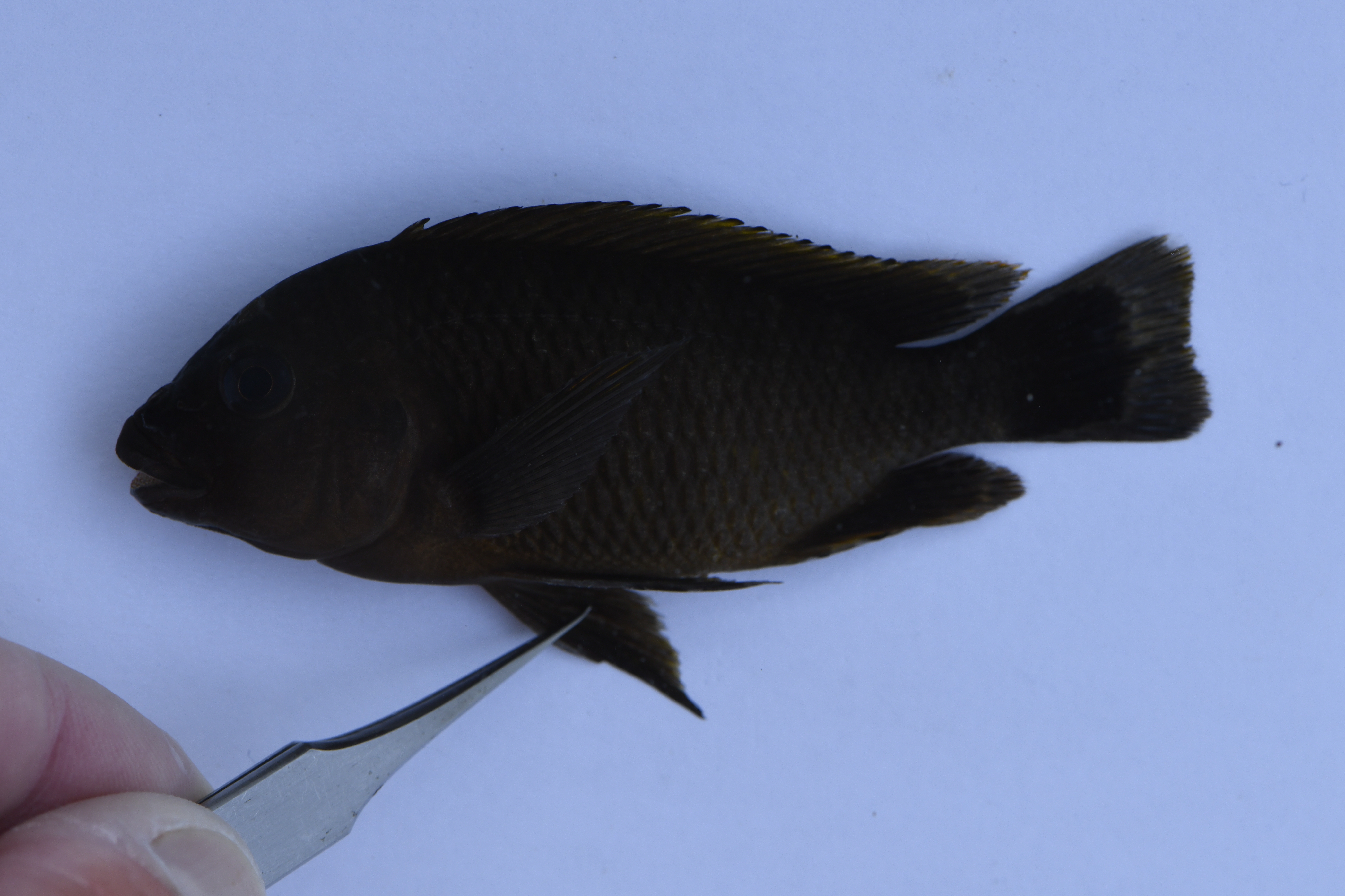 Rotsschraper-cichlide (Petrochromis famula) — Cichlidae
