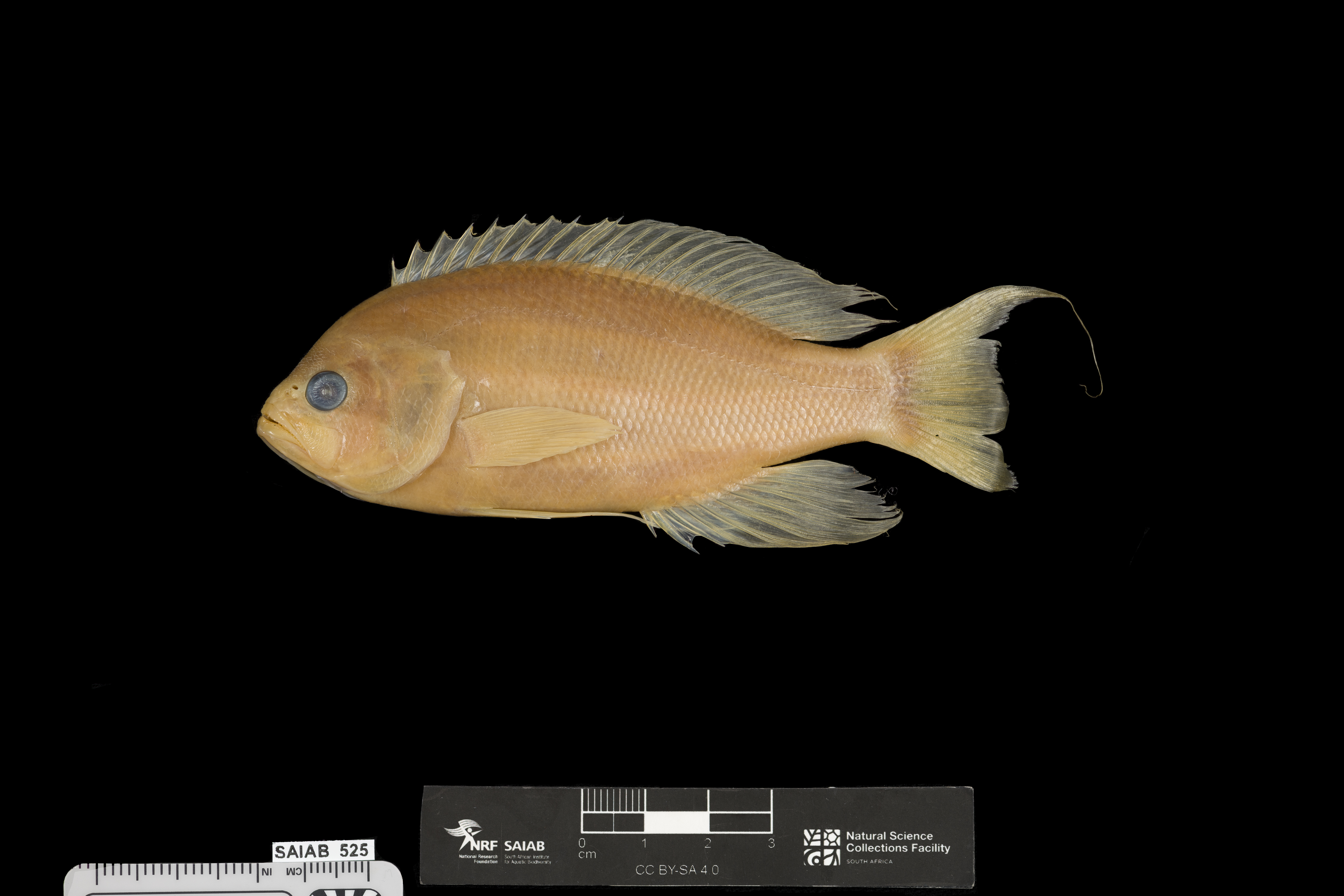 Marcia's anthias (Pseudanthias marcia) — Serranidae — 5