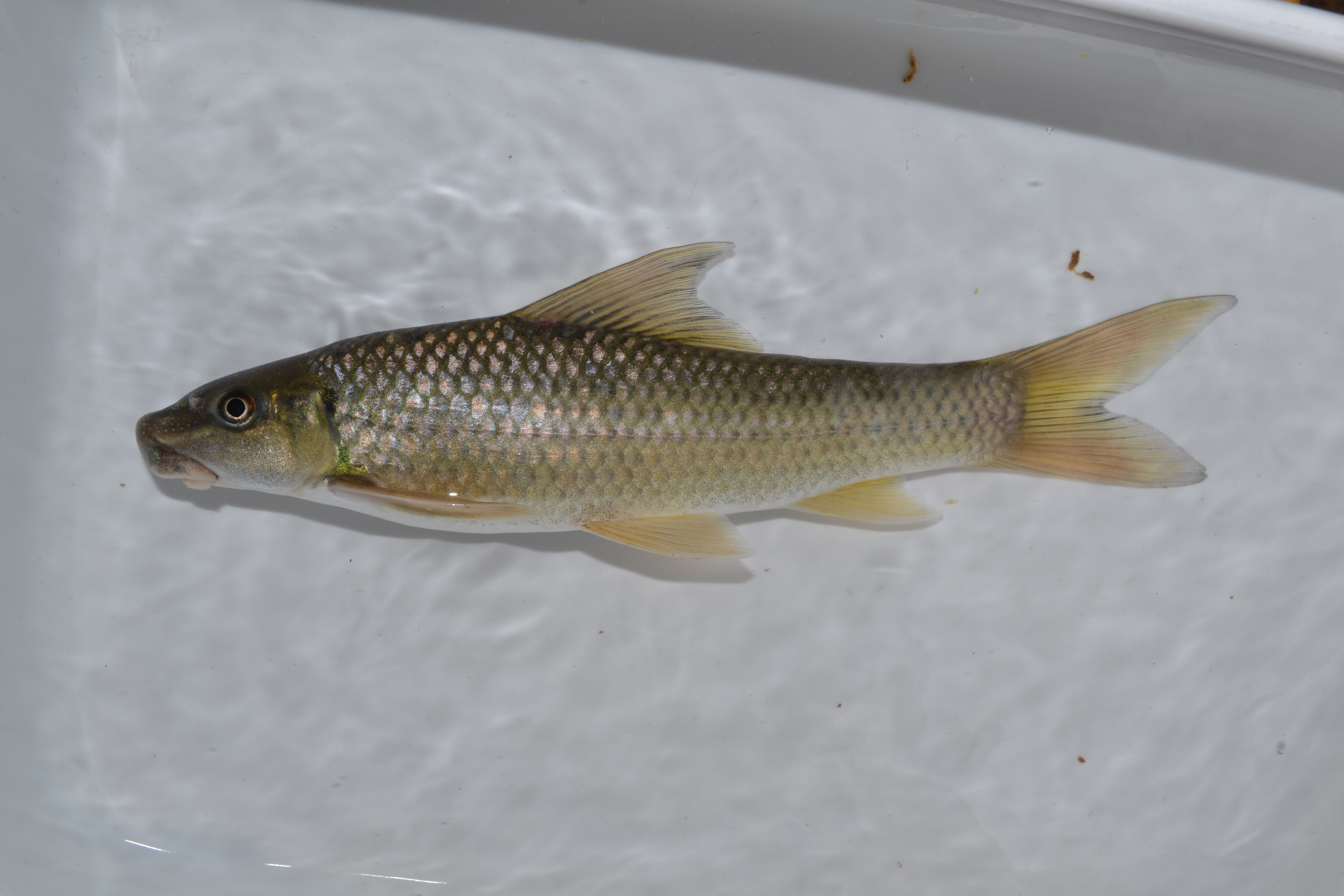 Leaden labeo (Labeo molybdinus) — Cyprinidae — 3