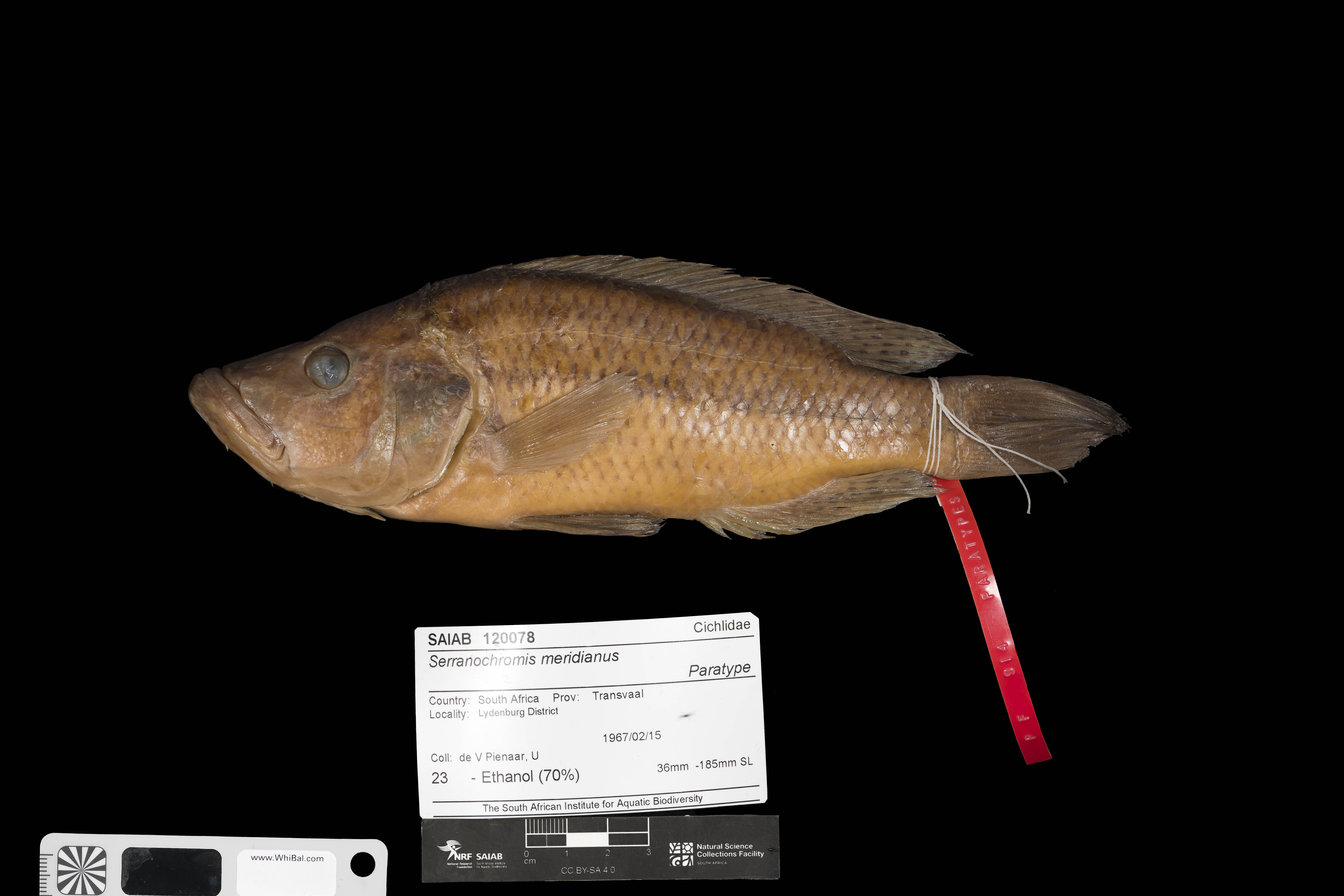 Lowveld largemouth (Serranochromis meridianus) — Cichlidae — 3