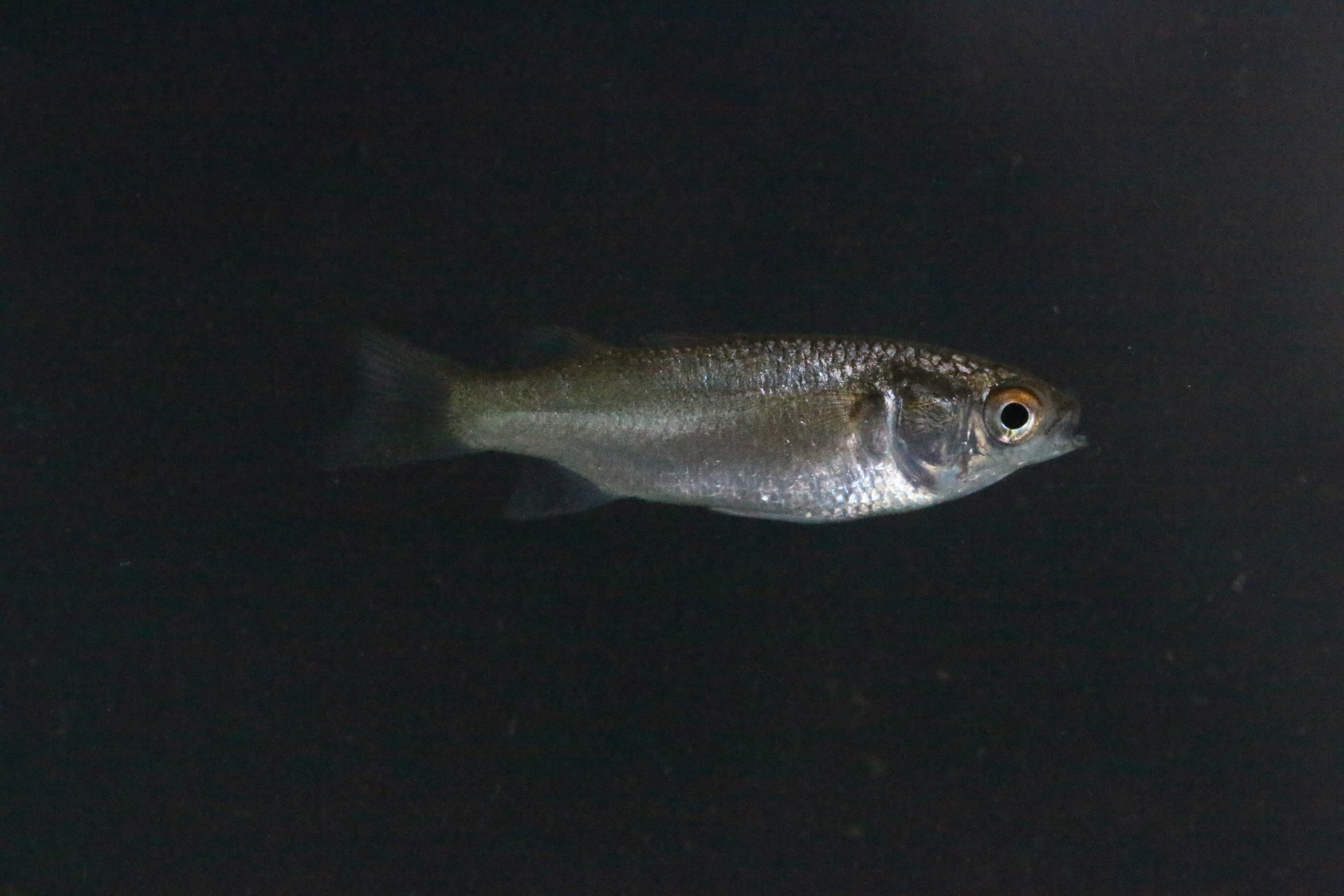 Bluetail mullet (Valamugil buchanani) — Mugilidae — 4
