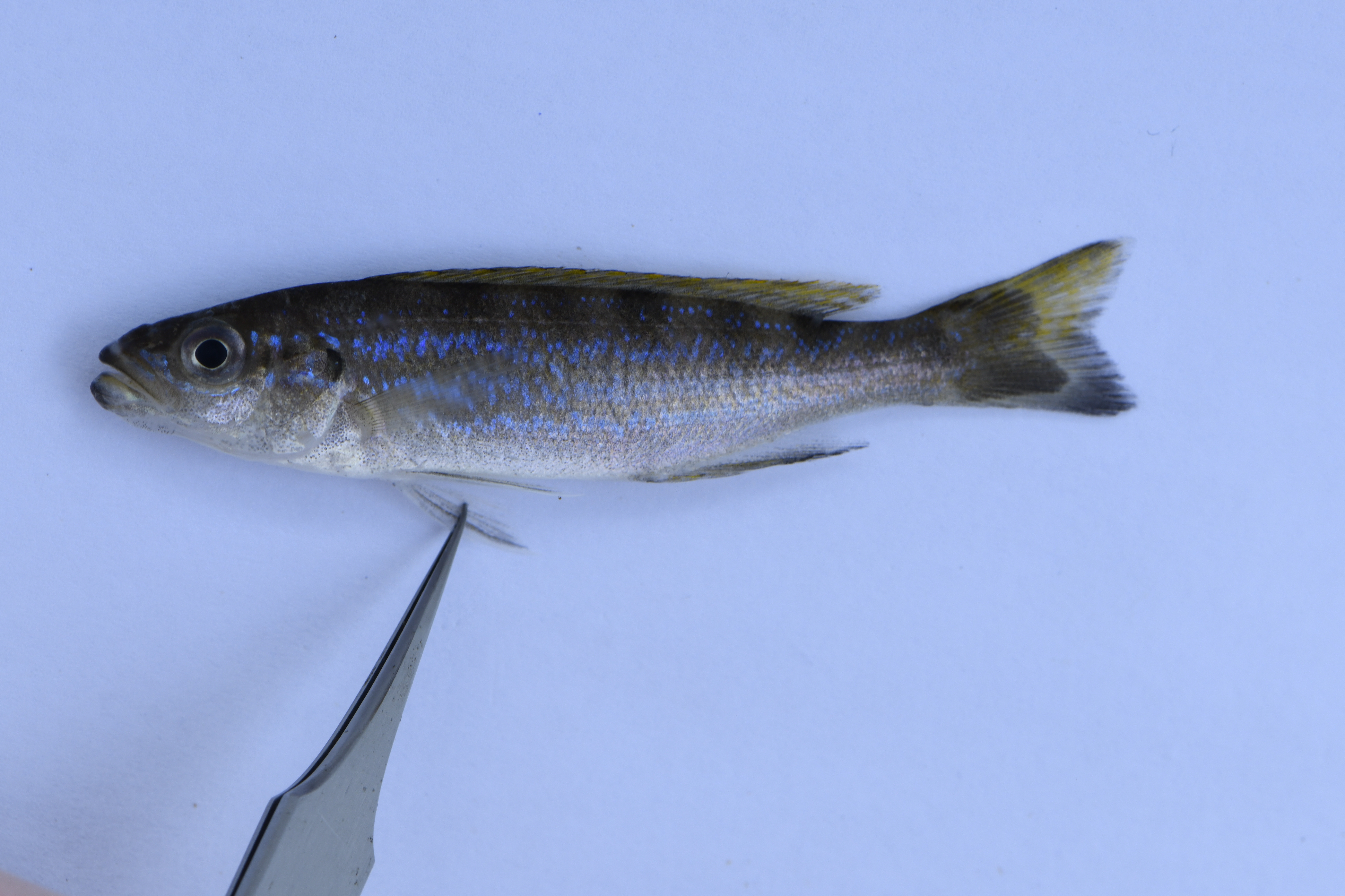 Perissodus microlepis
