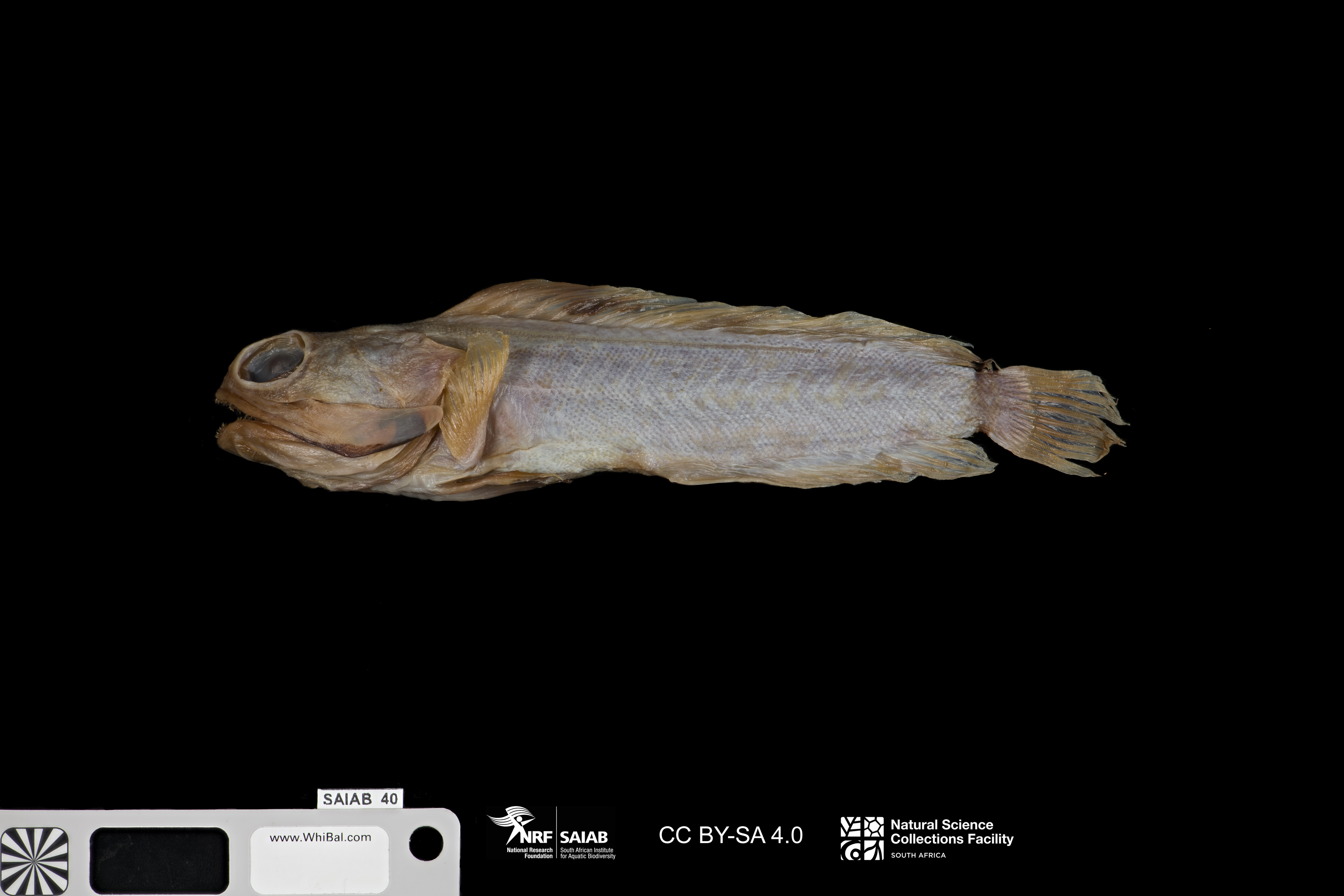 Blackmargin jawfish (Opistognathus nigromarginatus) — Opistognathidae — 5