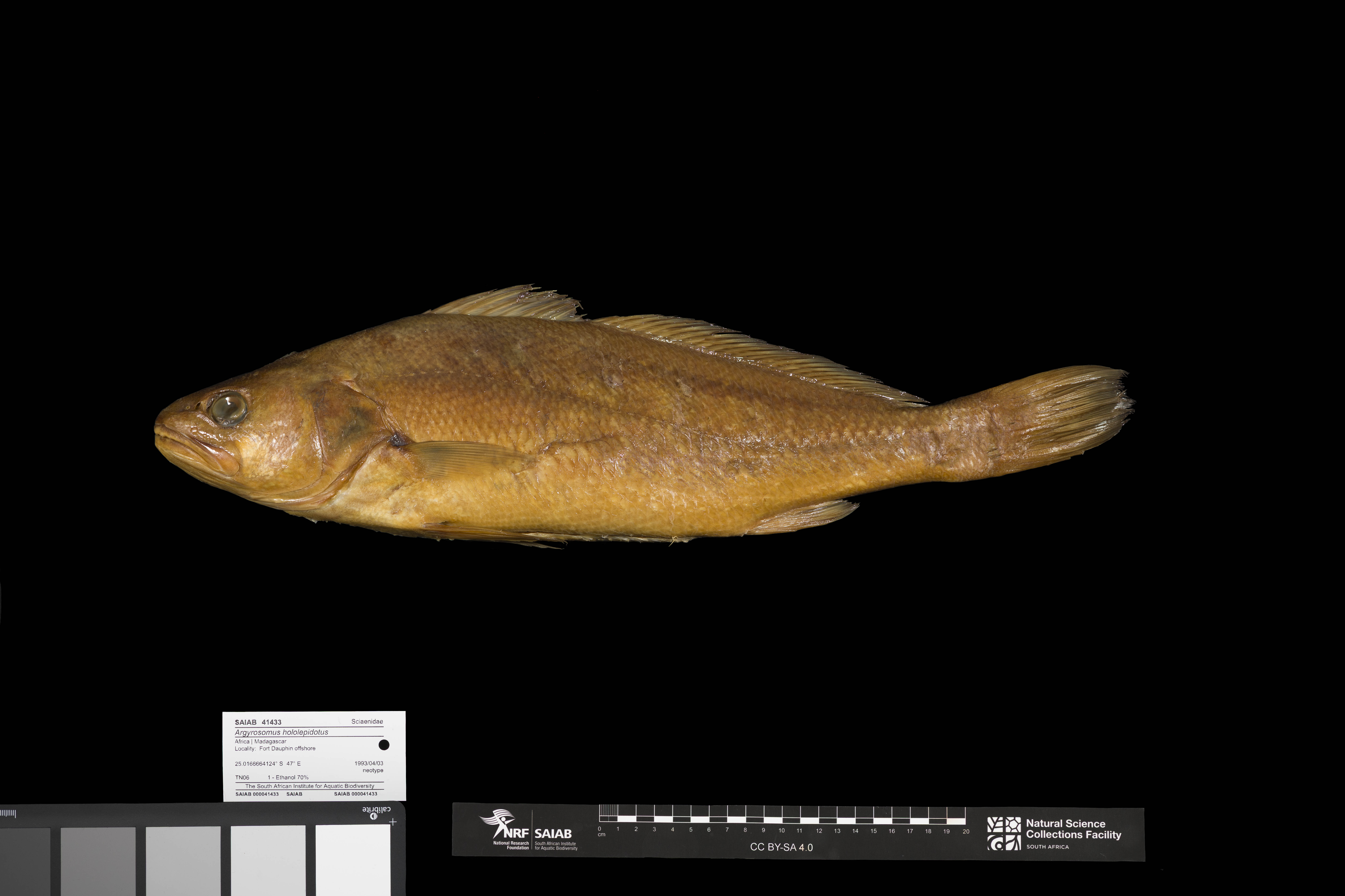 Southern meagre (Argyrosomus hololepidotus) — Sciaenidae — 3