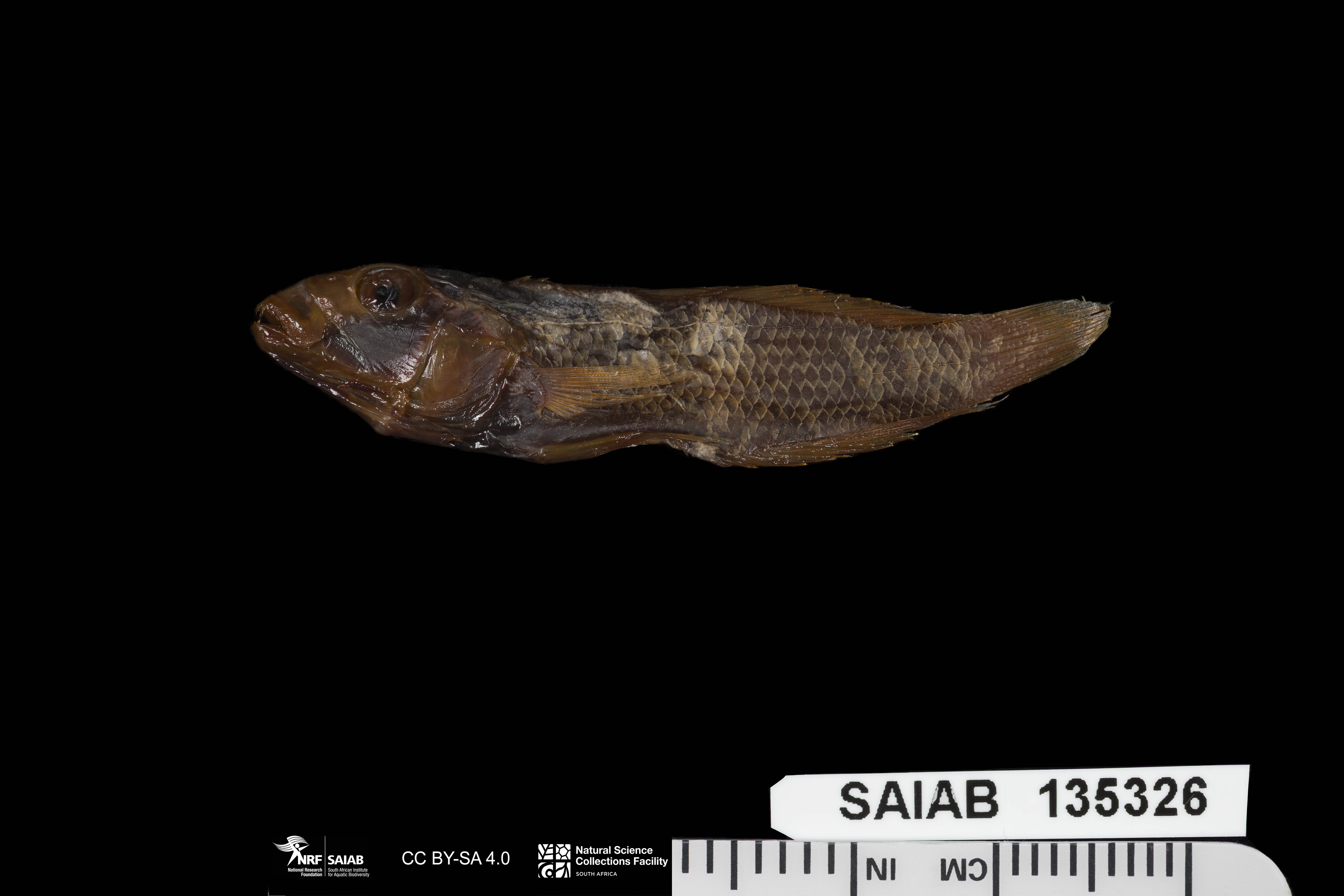 Telmatochromis dhonti