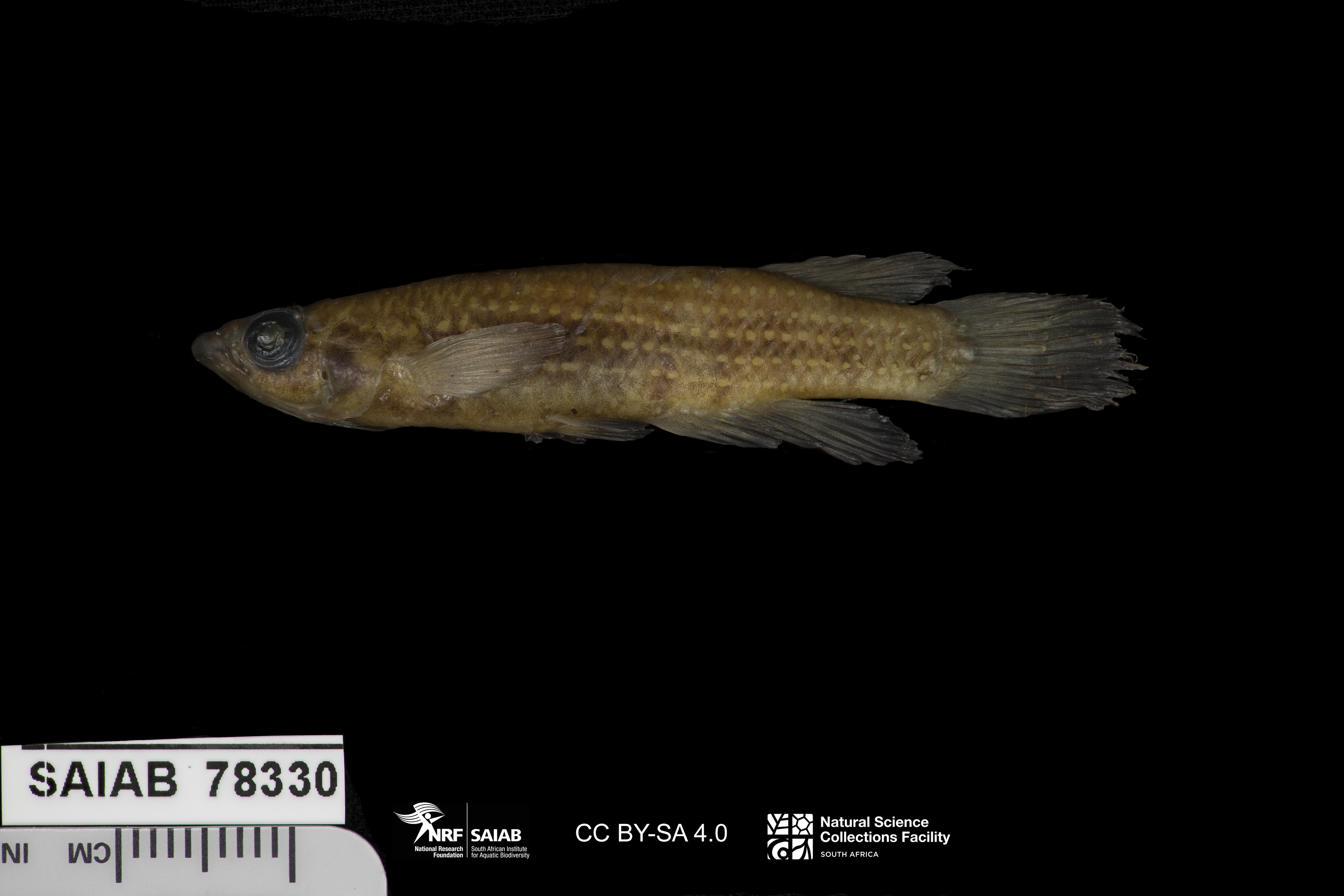 Banded panchax (Epiplatys mesogramma) — Nothobranchiidae