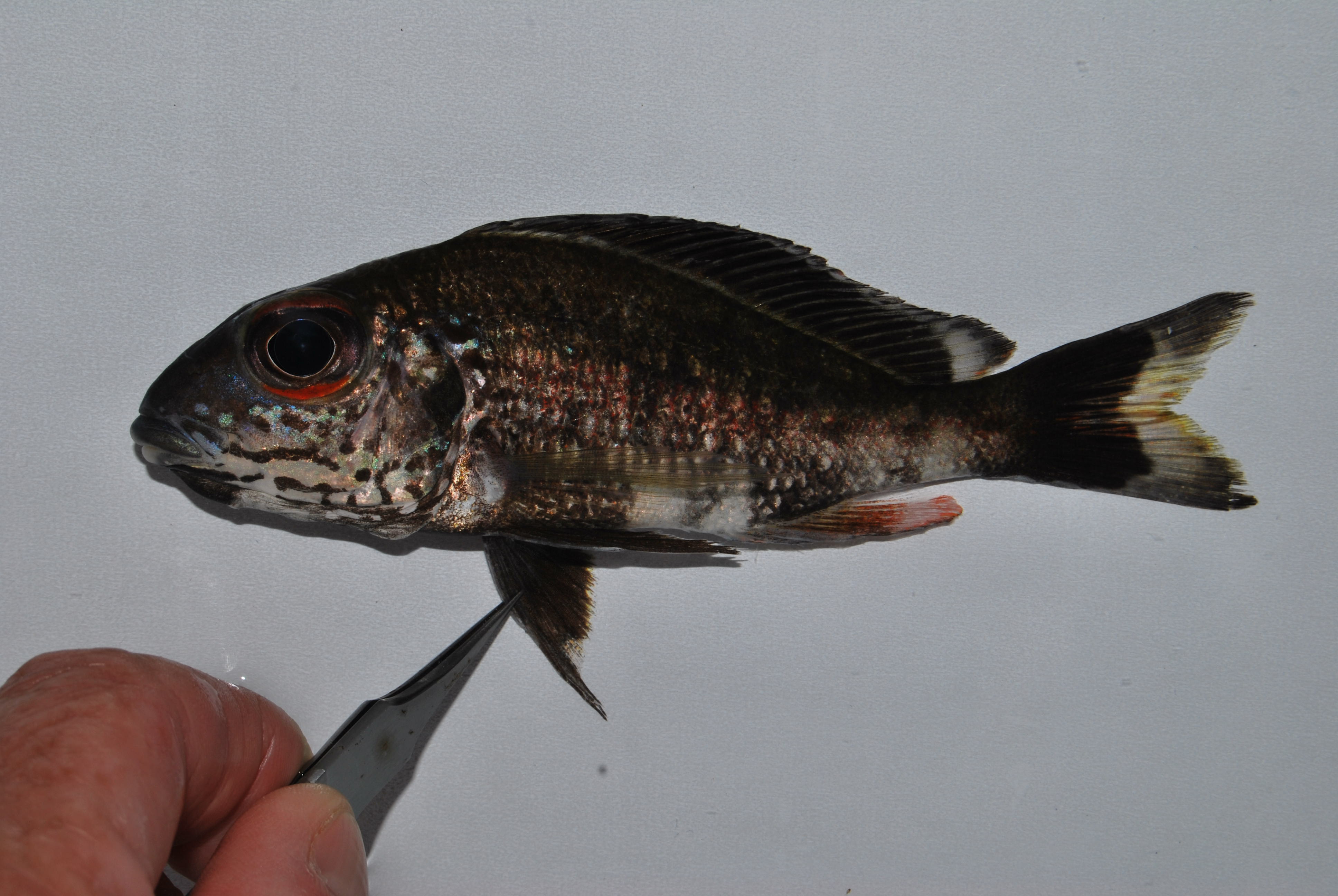 Grootoog-zandcichlide (Callochromis macrops) — Cichlidae