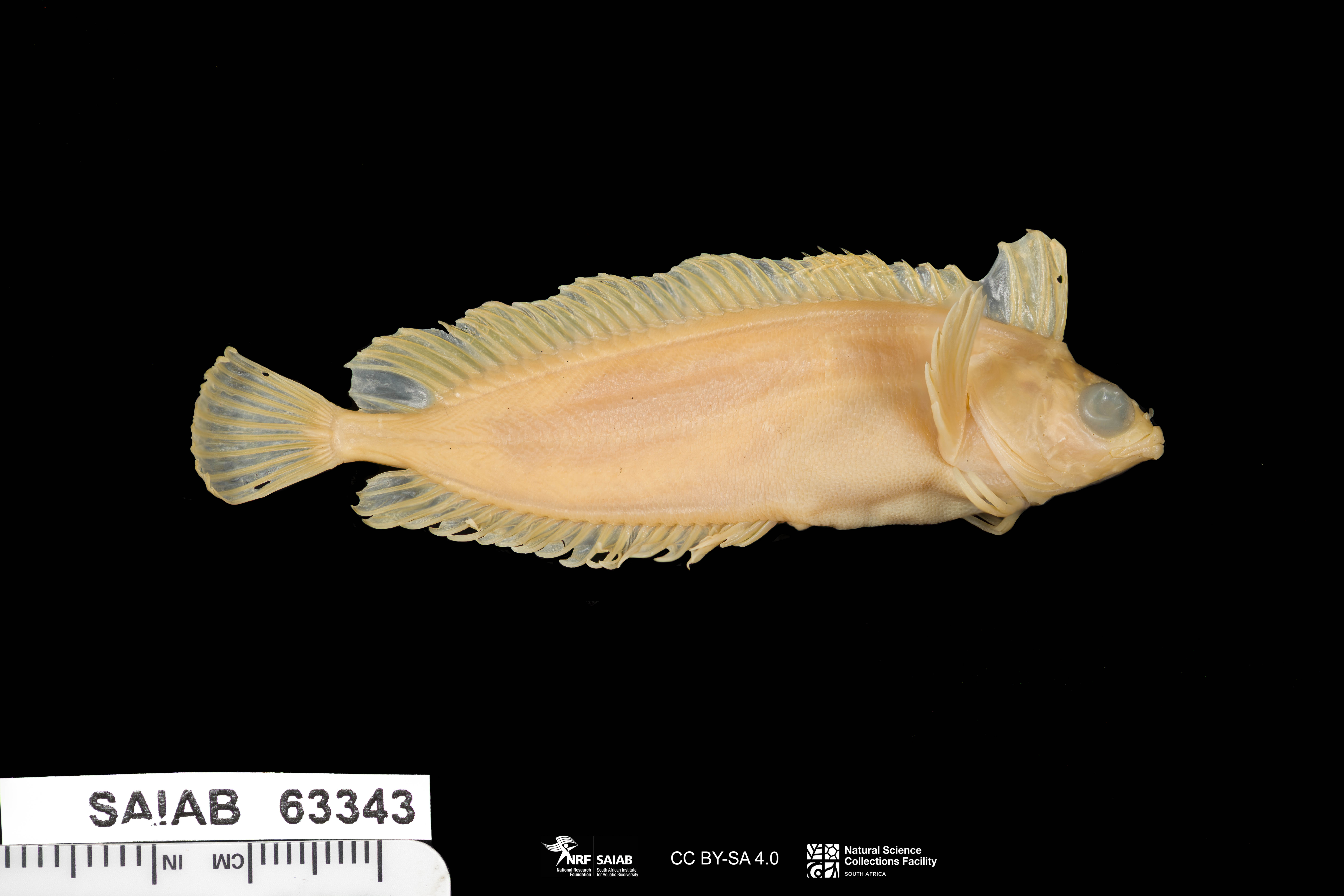 Bluespotted klipfish (Pavoclinus caeruleopunctatus) — Clinidae — 3