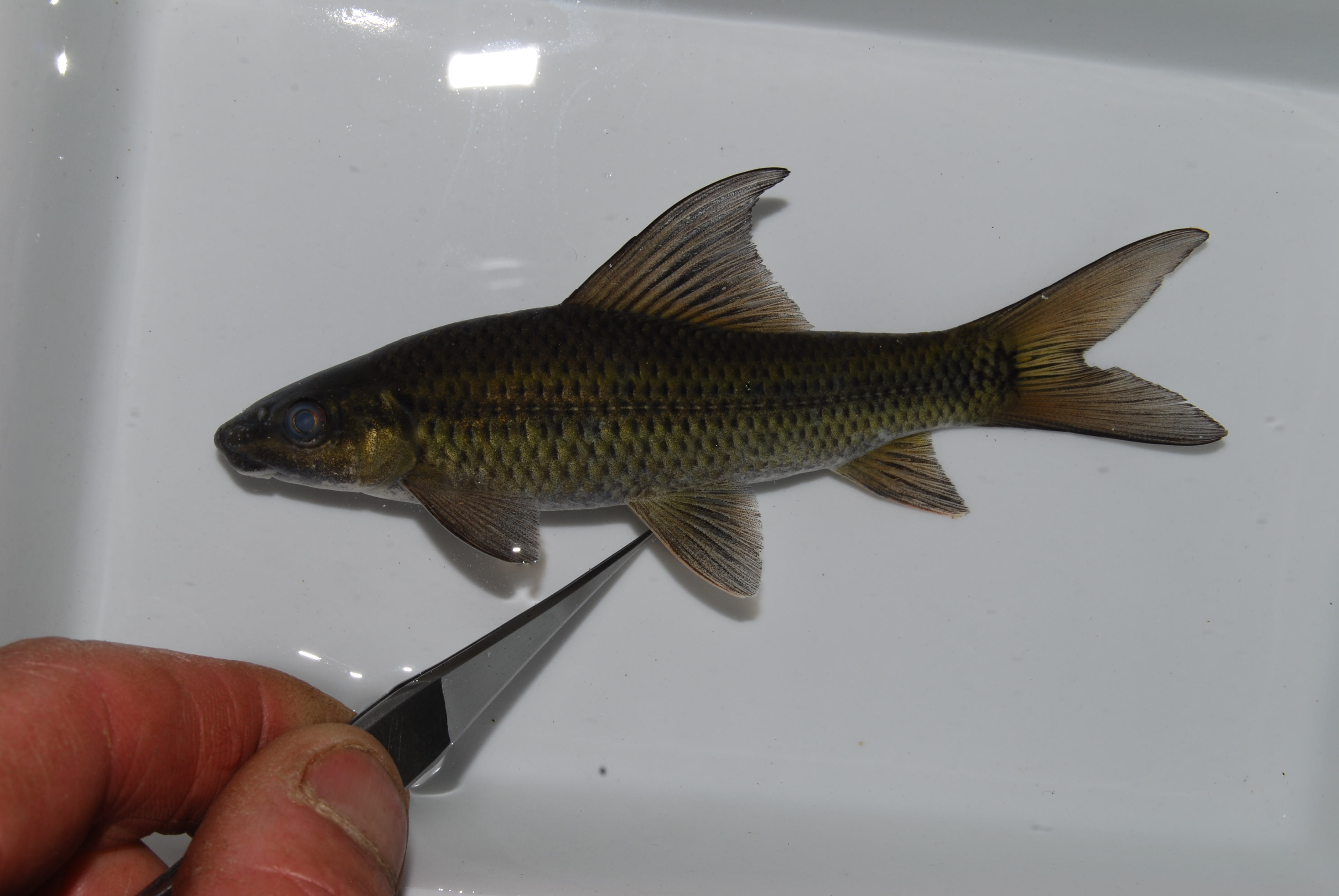 Zambezi-labeo (Labeo lunatus) — Cyprinidae