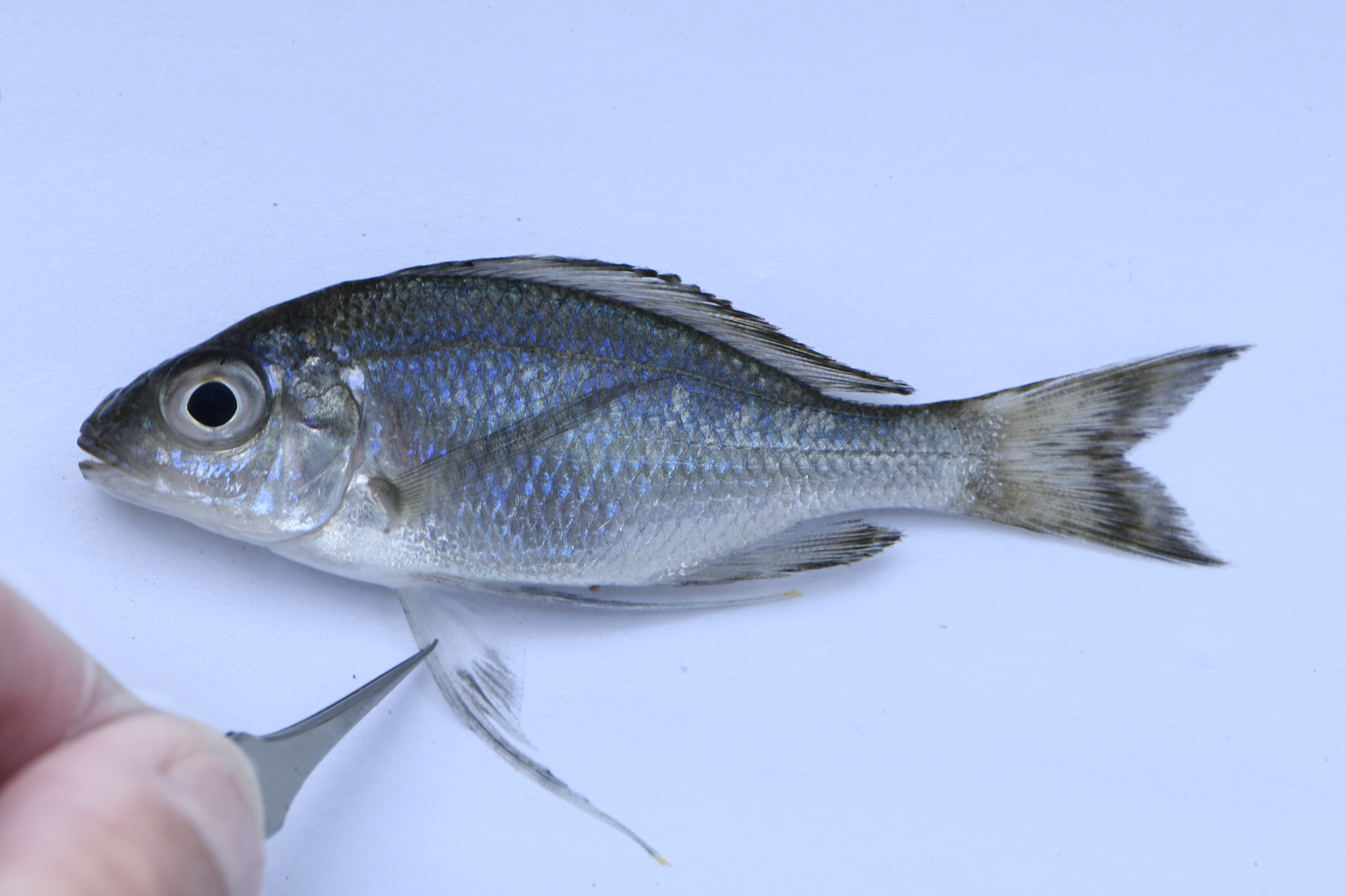 Ophthalmotilapia ventralis