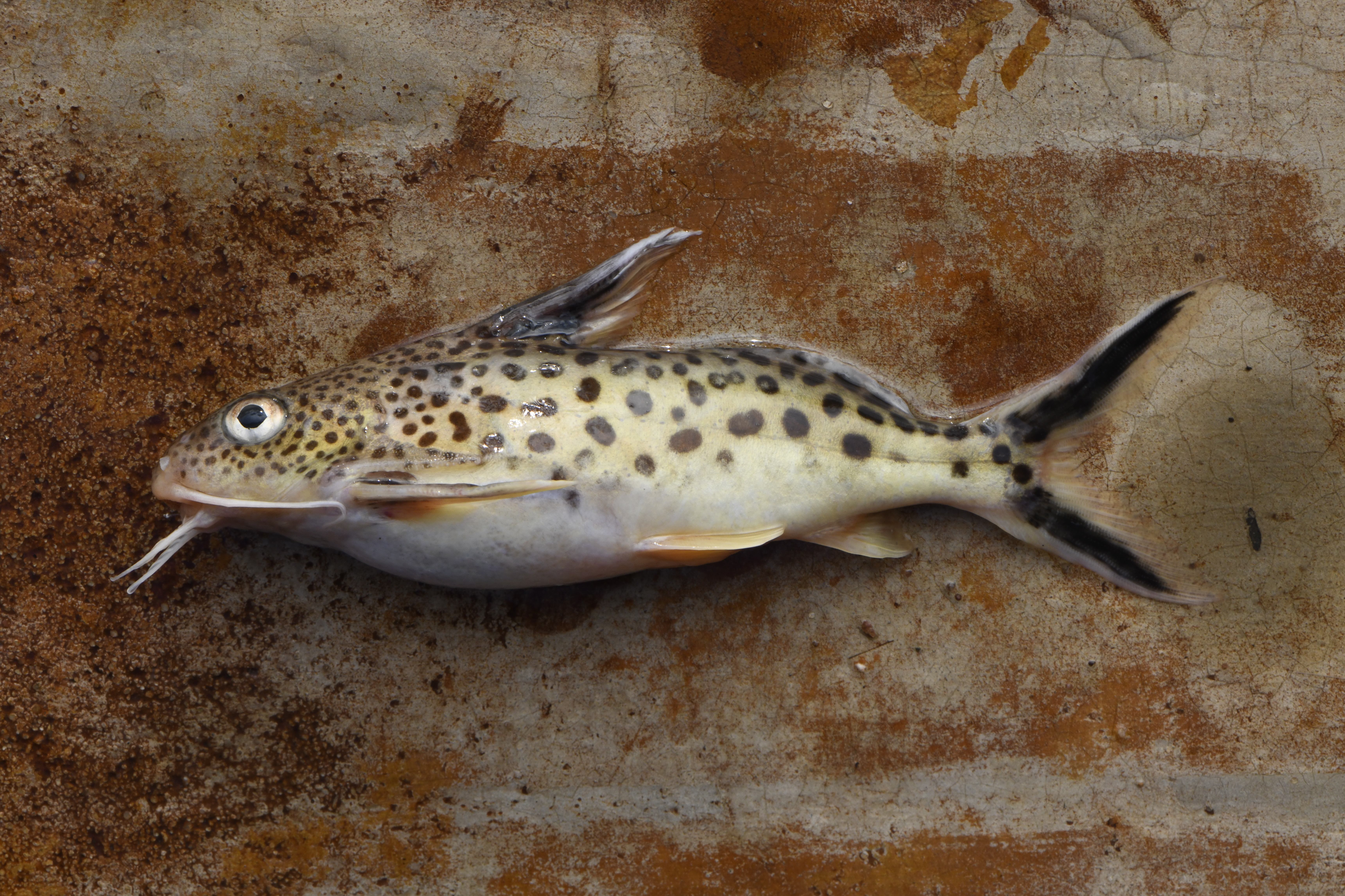 Cuckoo catfish (Synodontis multipunctatus) — Mochokidae — 2