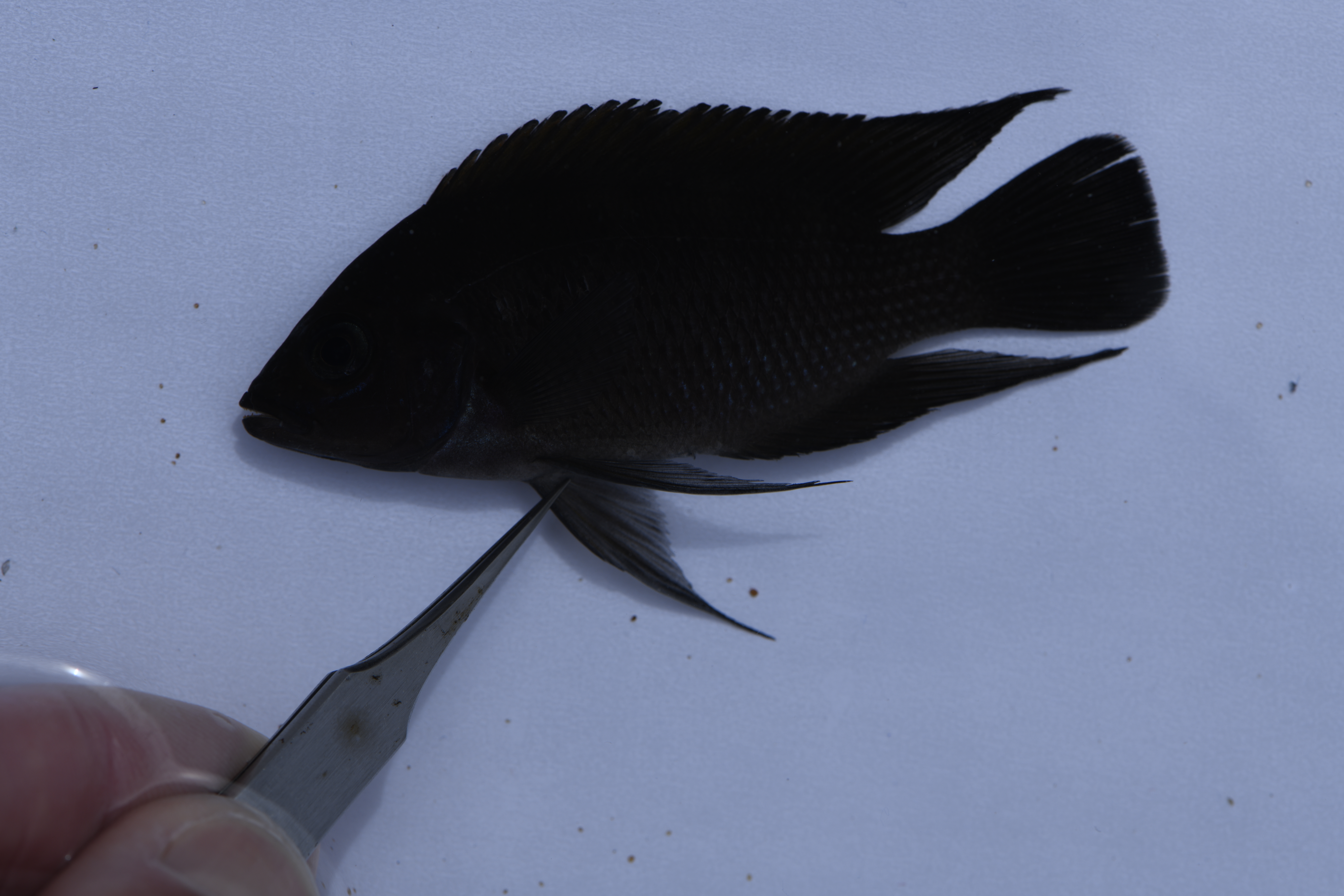Blue-eyed cichlid (Variabilichromis moorii) — Cichlidae — 2