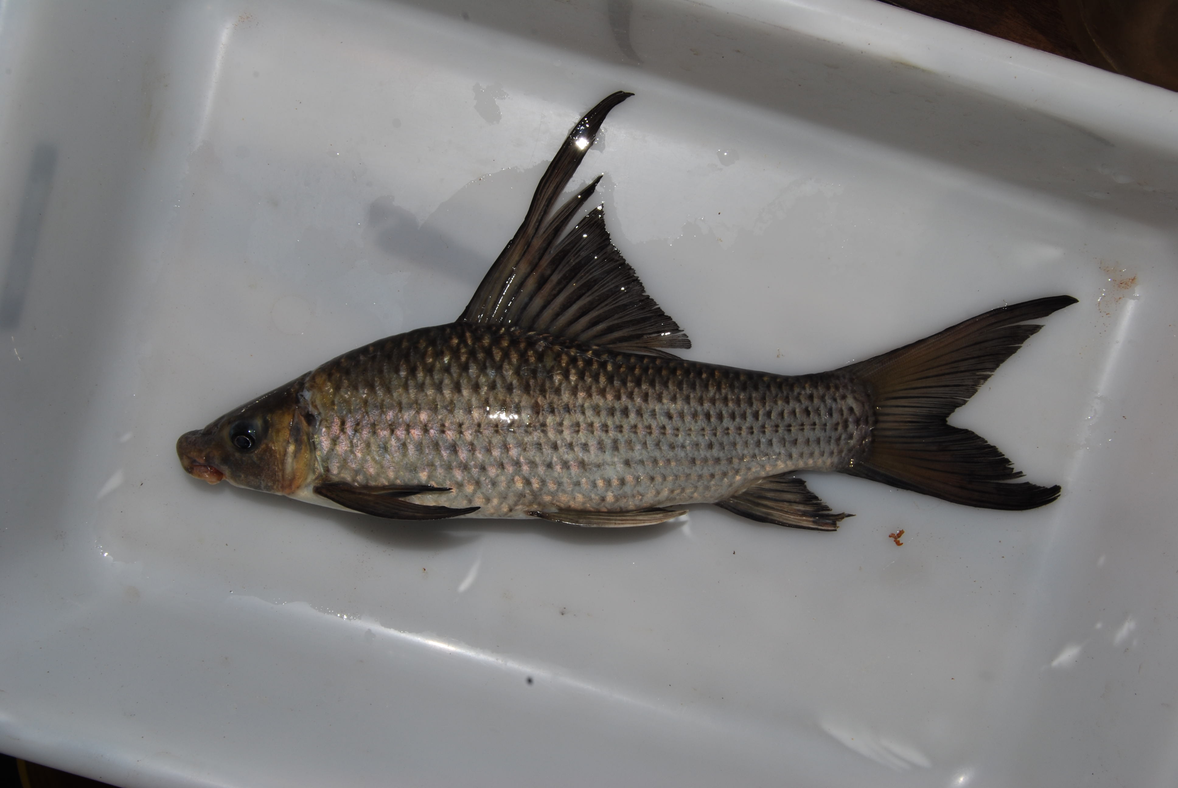 Upper Zambezi labeo (Labeo lunatus) — Cyprinidae — 4