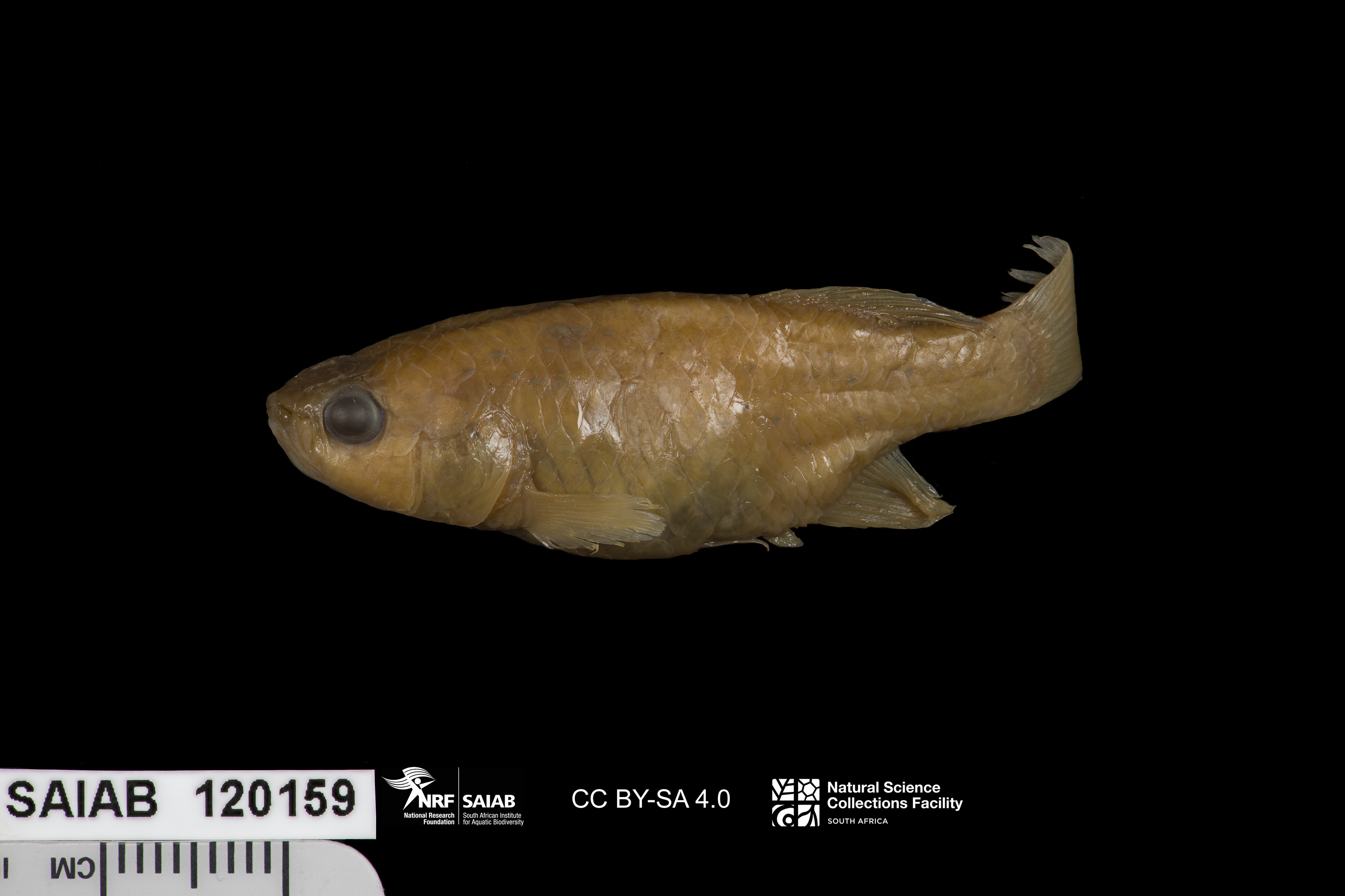 Redfin notho (Nothobranchius kirki) — Nothobranchiidae