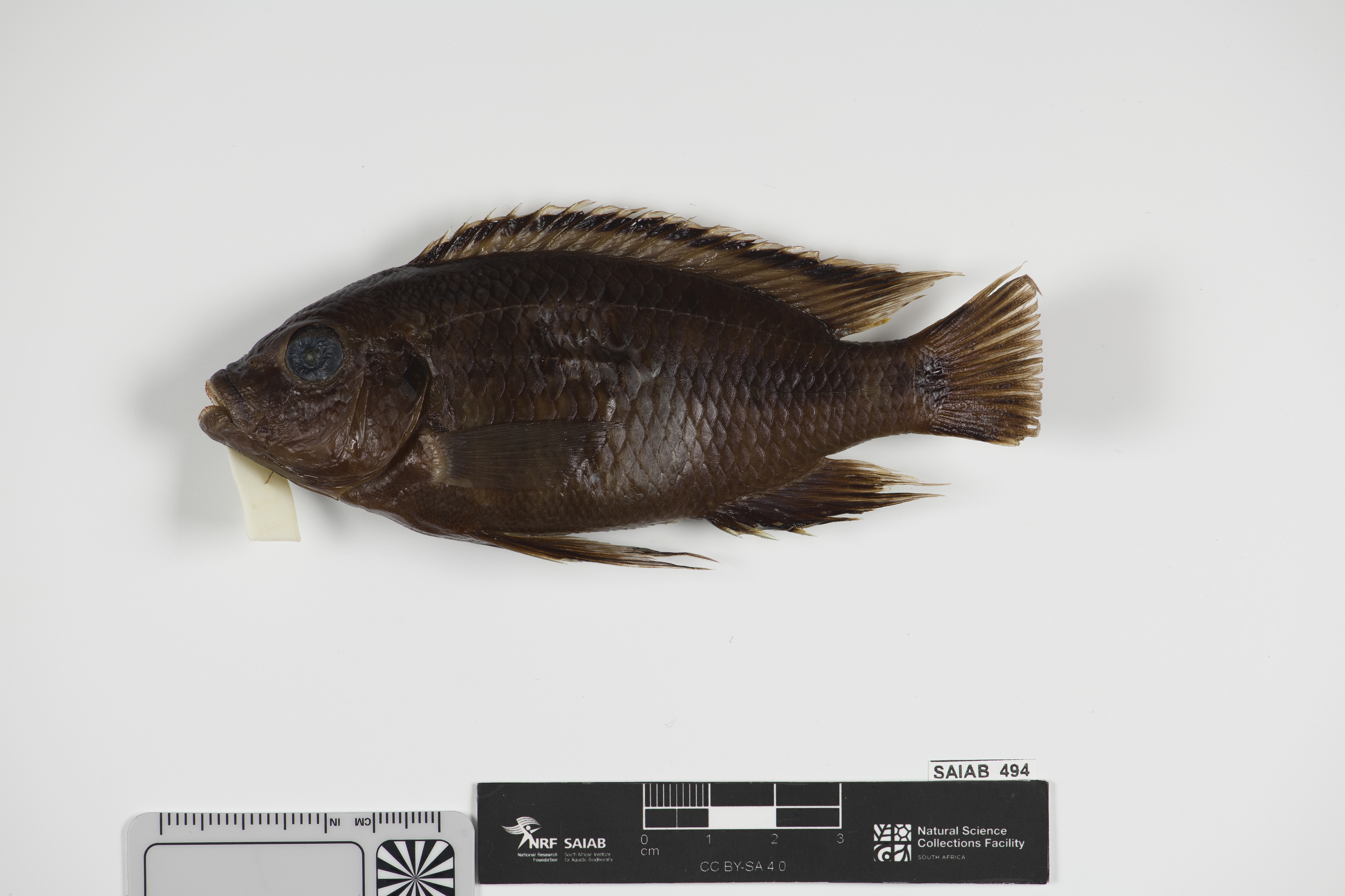 Cichlid (Petrotilapia genalutea) — Cichlidae — 3