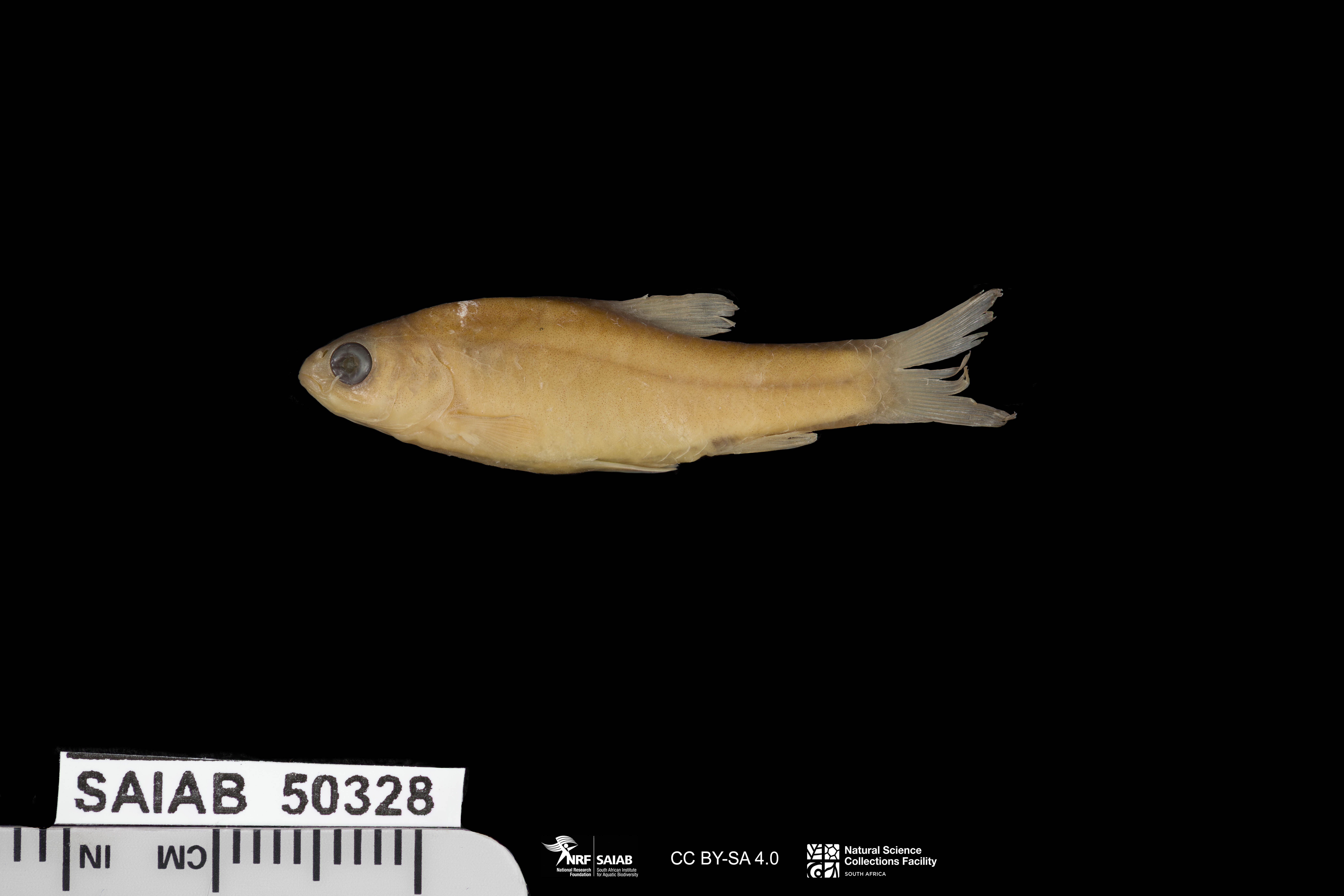 Olivegreen ufipa barb (Enteromius olivaceus) — Cyprinidae