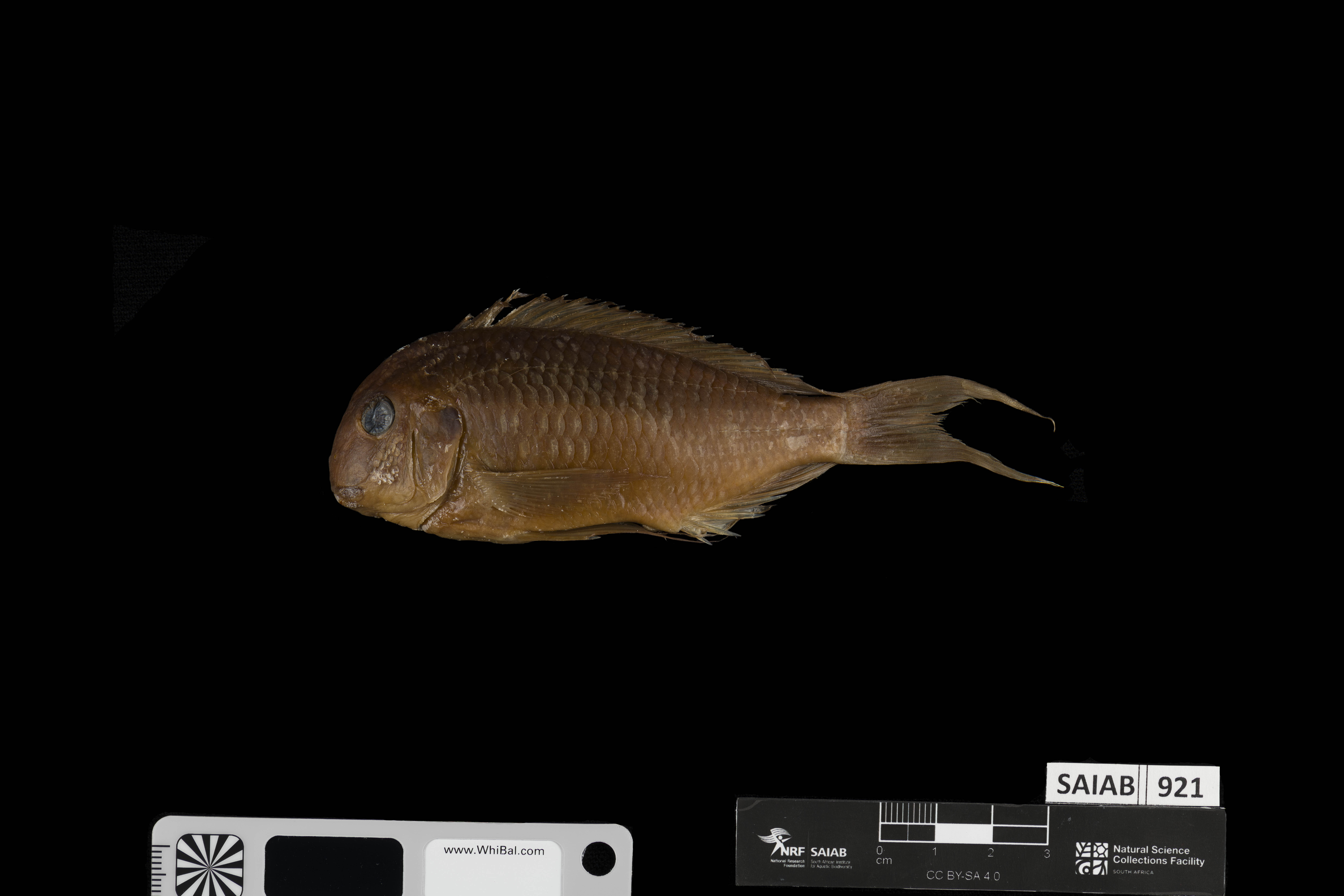 Tropheus polli