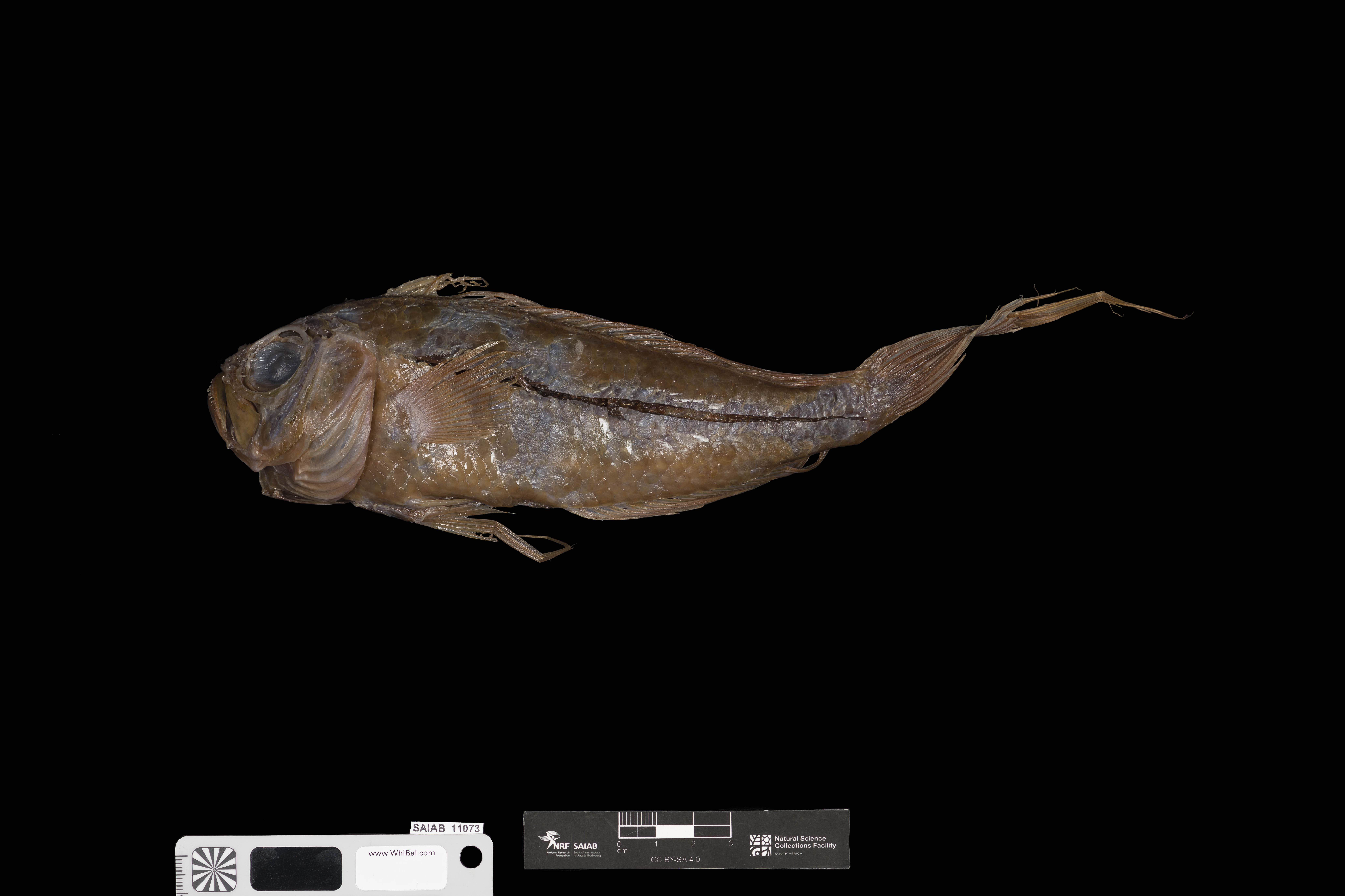 Weber's spinejaw (Owstonia weberi) — Cepolidae — 4