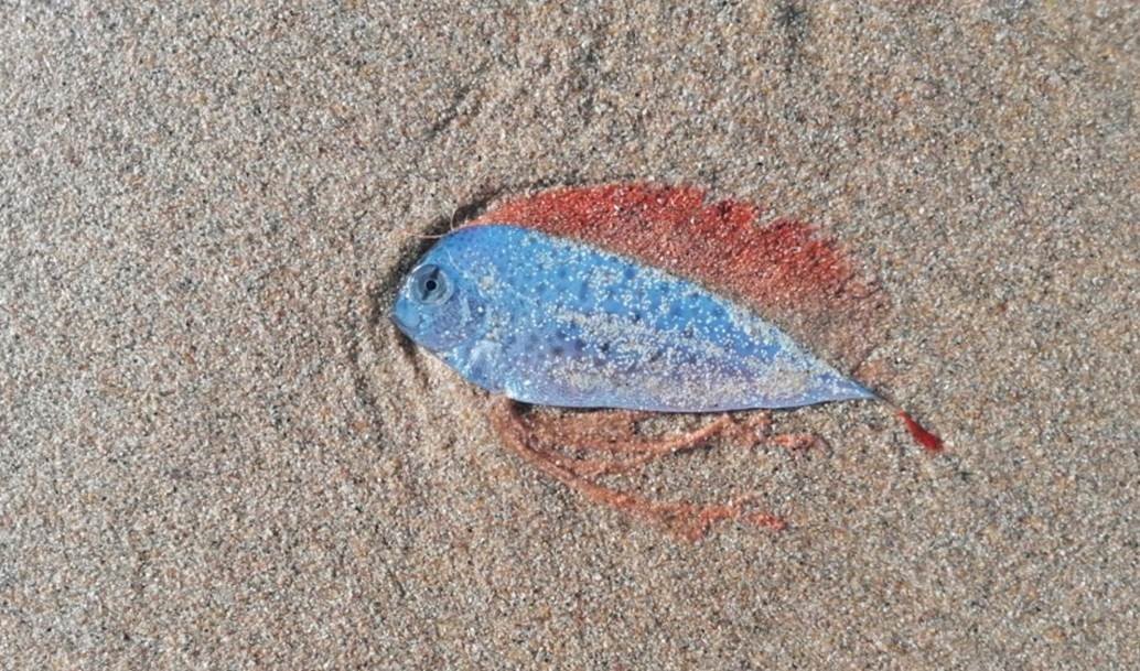 Dealfish (Desmodema polystictum) — Trachipteridae