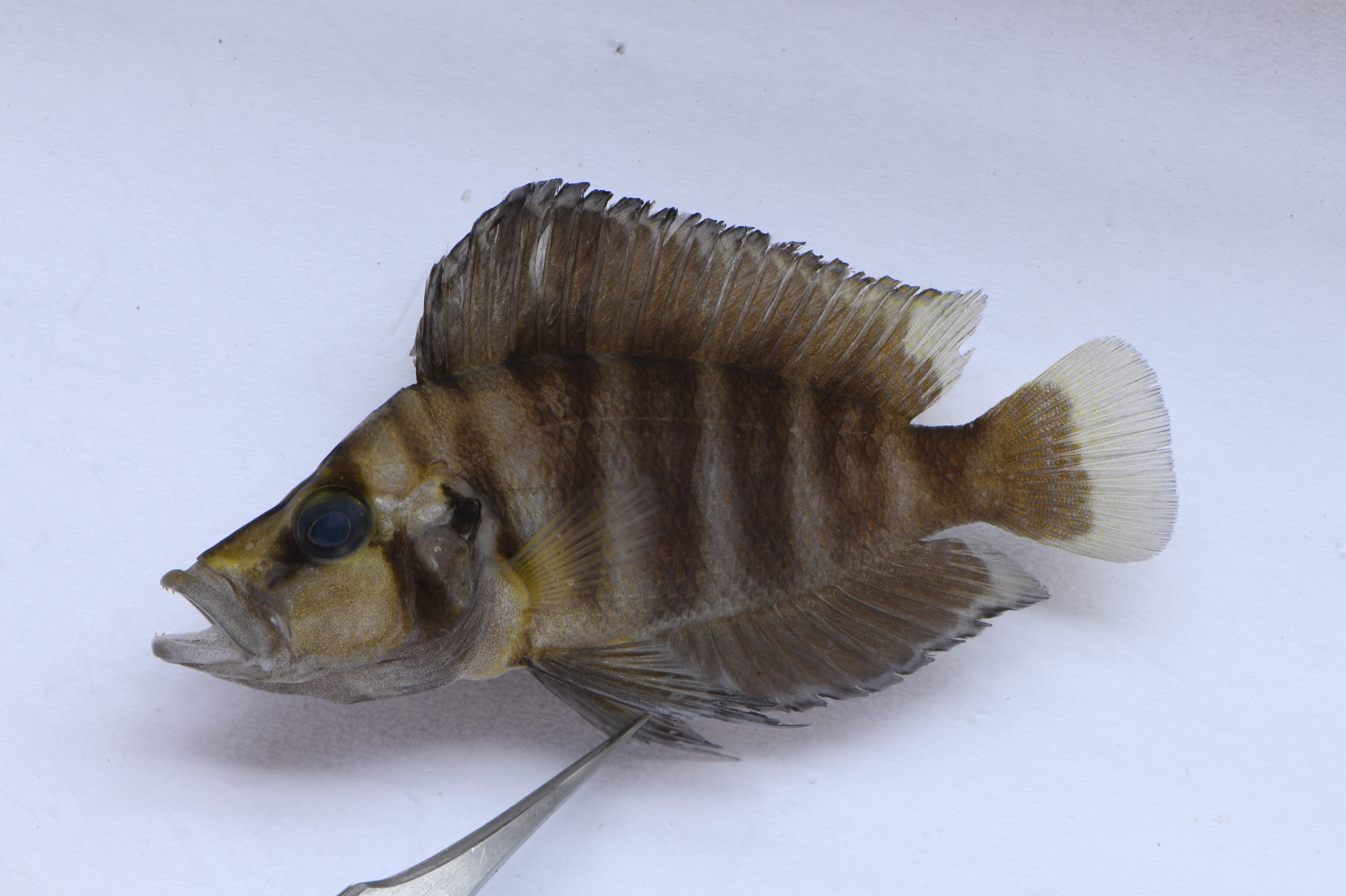 Compressed cichlid (Altolamprologus compressiceps) — Cichlidae — 2