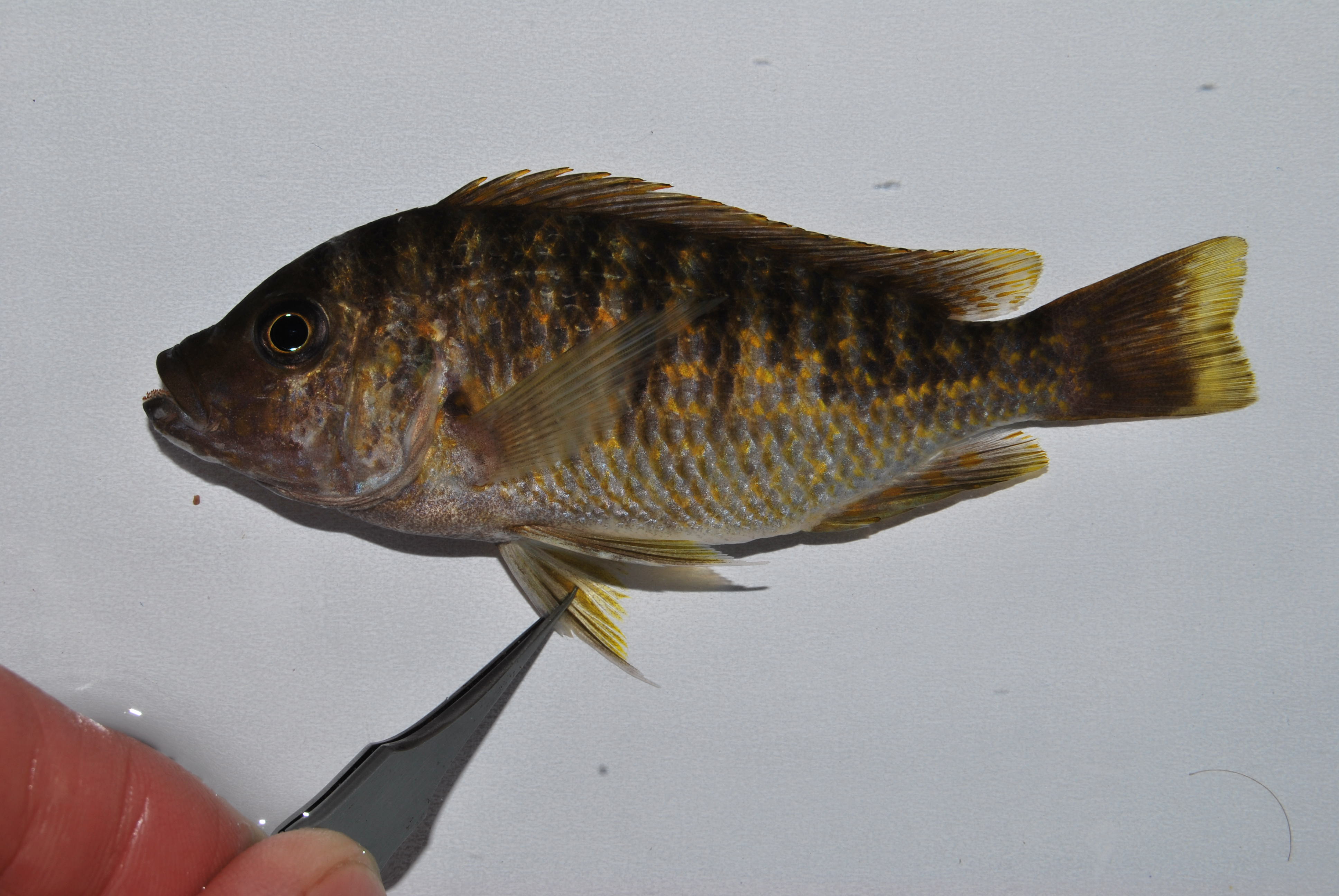 Petrochromis fasciolatus