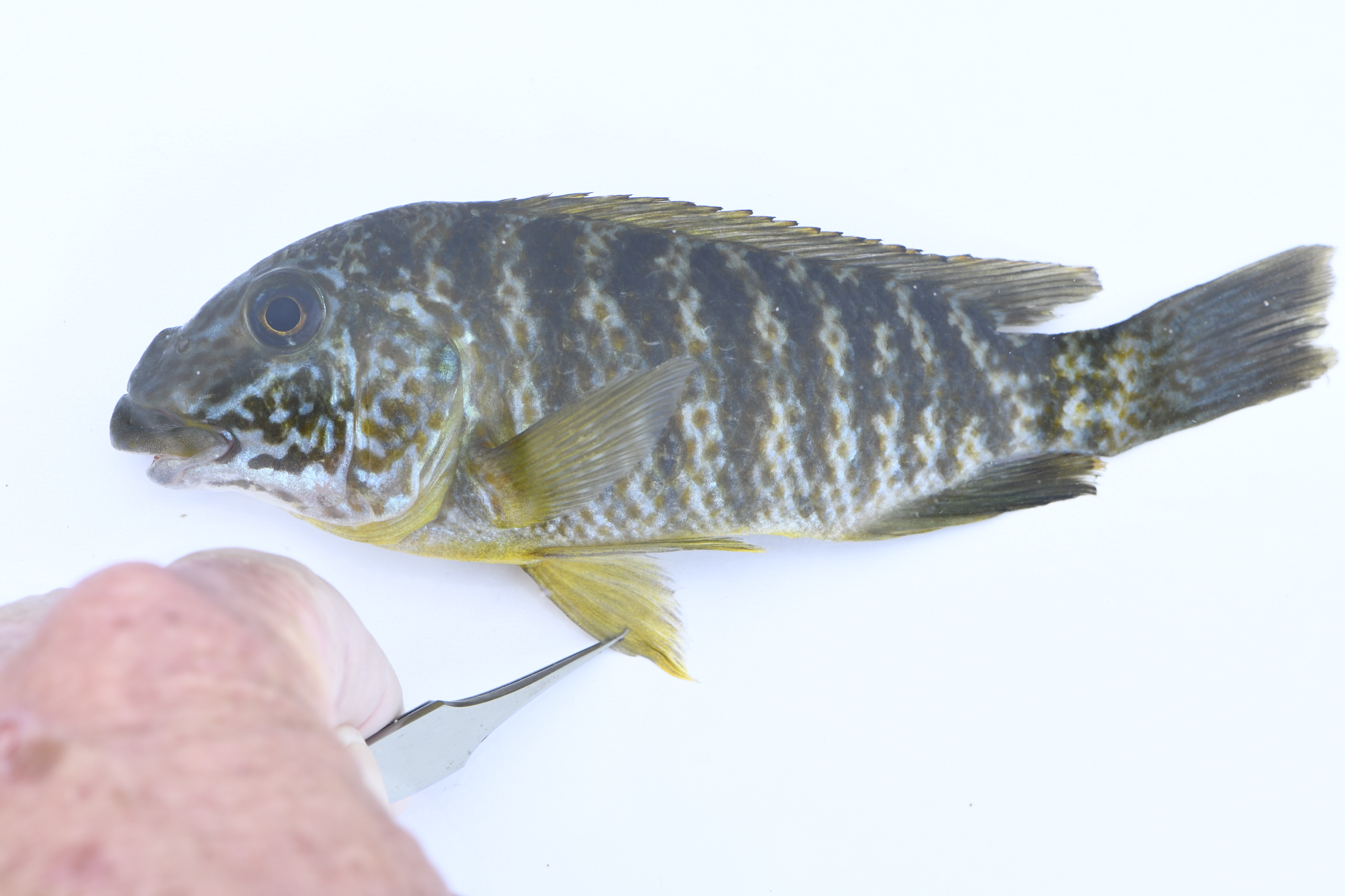 Grootbek-grazercichlide (Petrochromis macrognathus) — Cichlidae