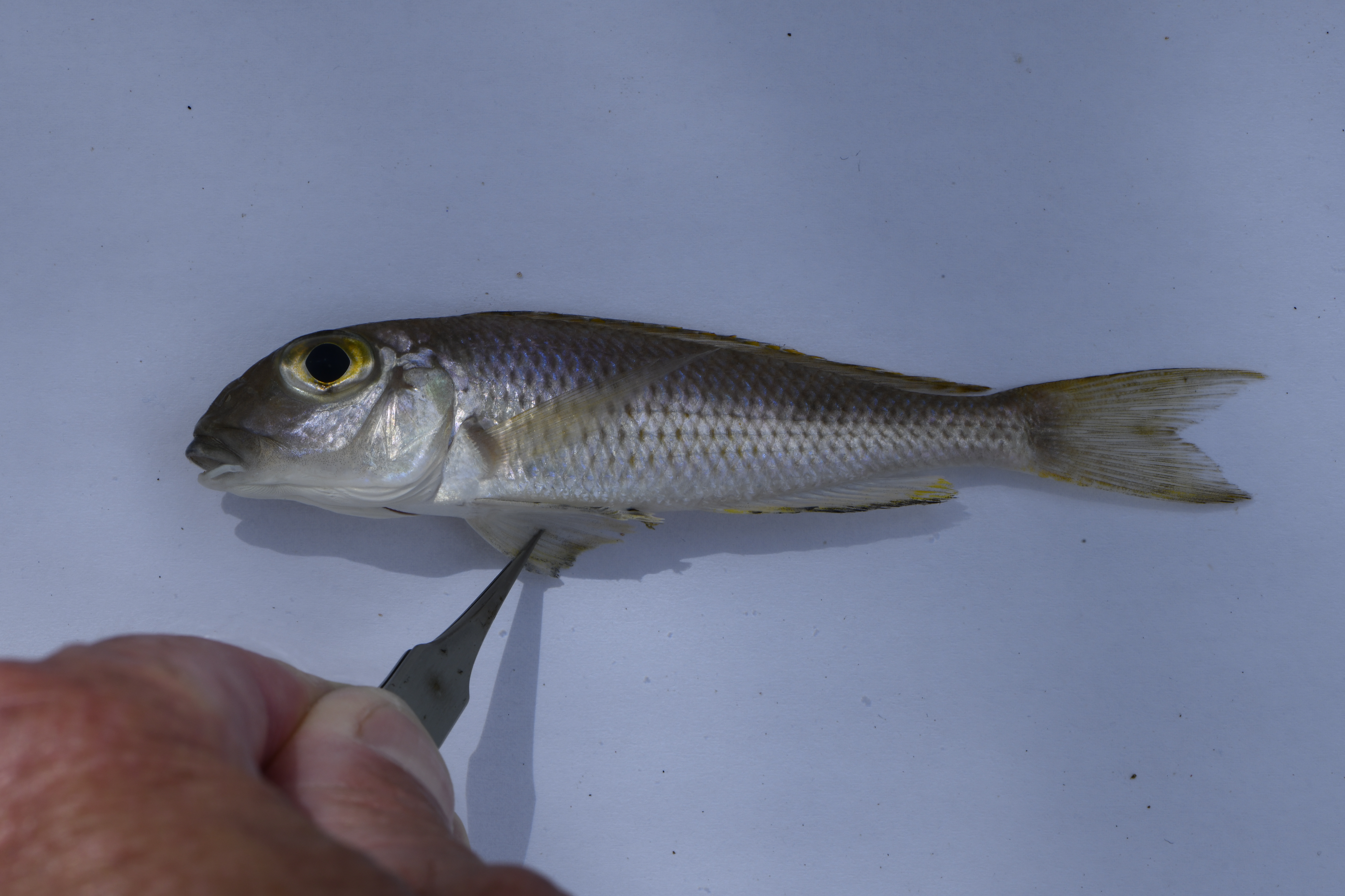 Spitssnuit-zandcichlide (Xenotilapia sima) — Cichlidae