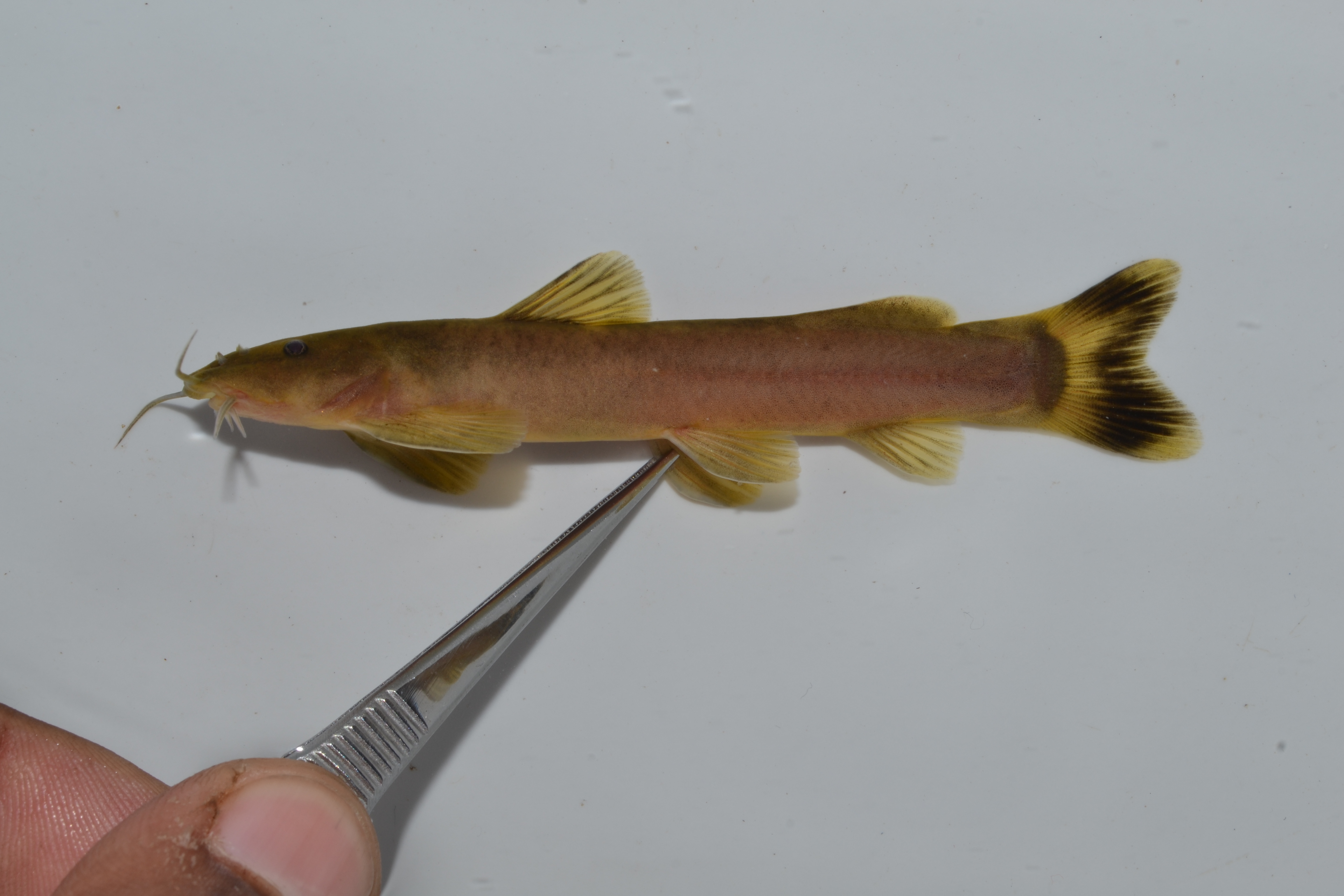 Natal mountain catfish (Amphilius natalensis) — Amphiliidae