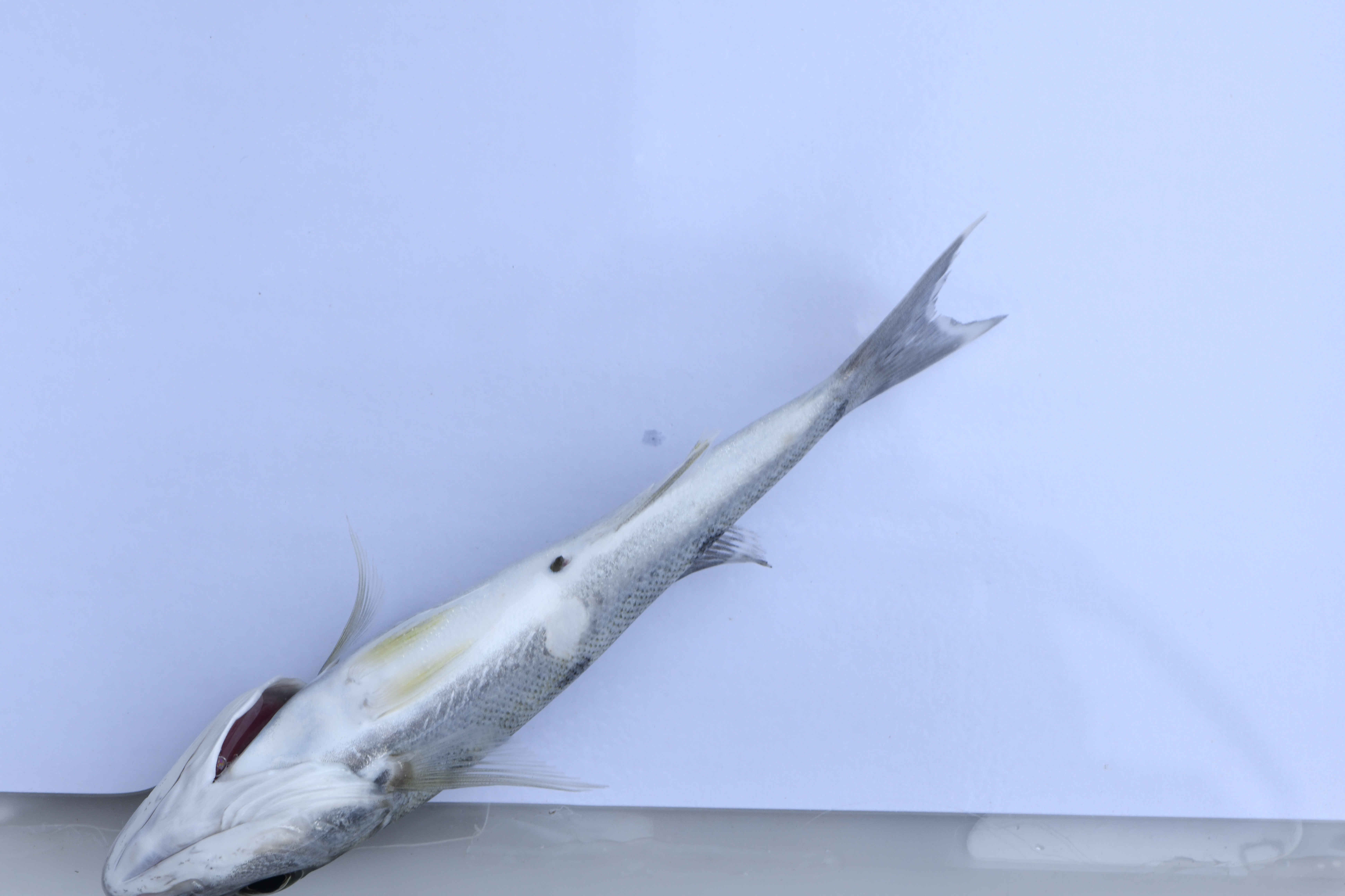 Boulengerochromis microlepis