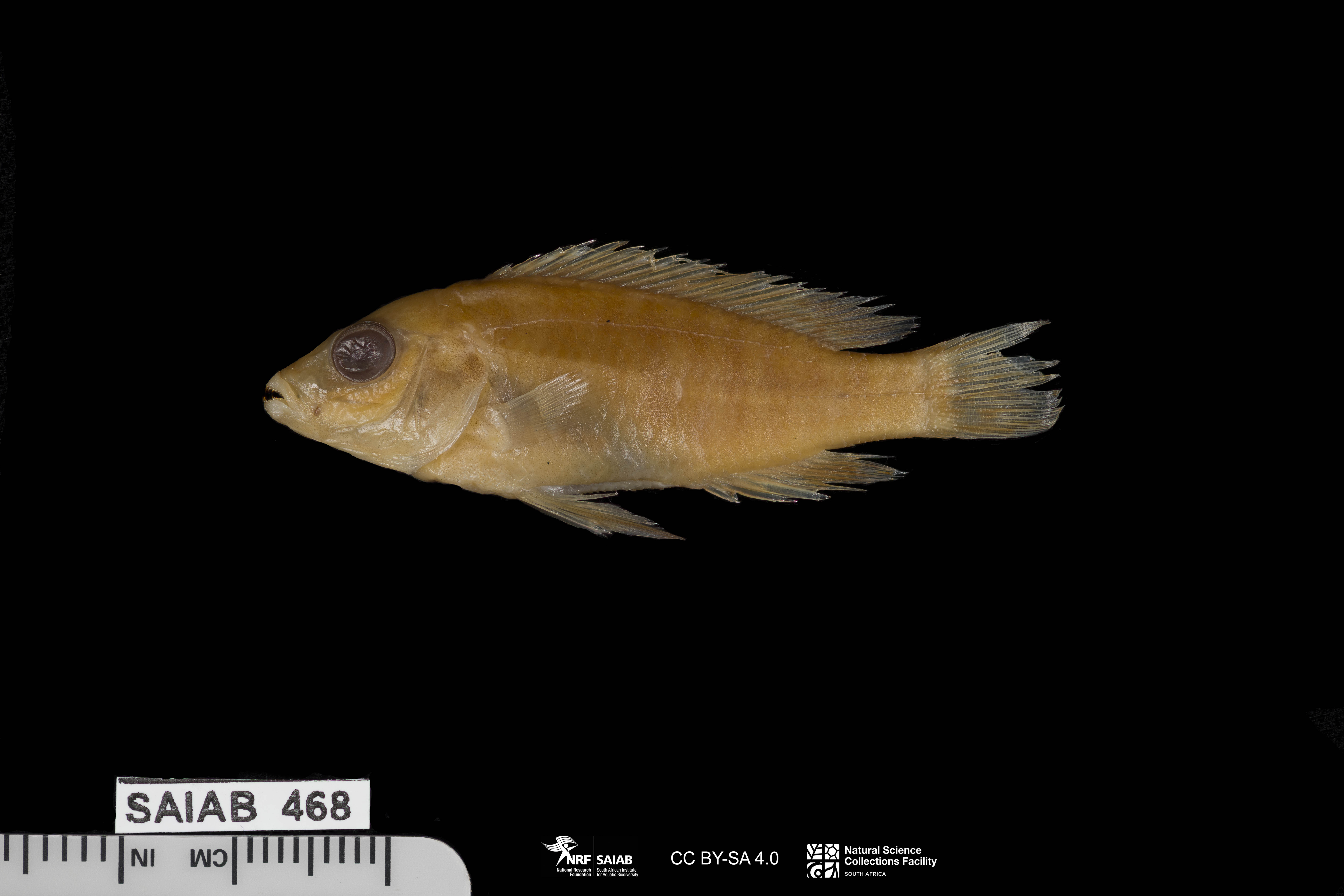 Shire mbuna (Labidochromis shiranus) — Cichlidae