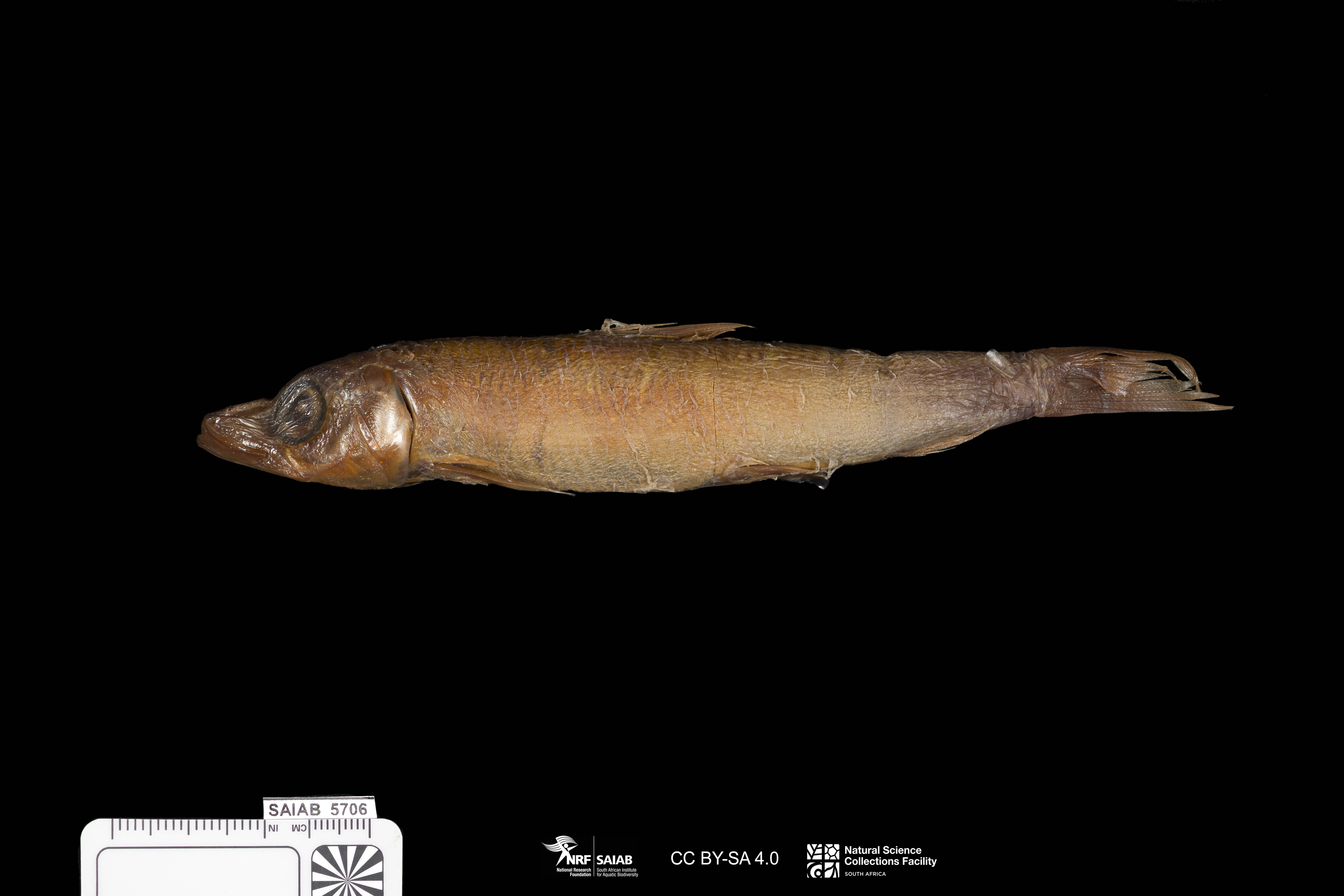 Redeye (Etrumeus whiteheadi) — Dussumieriidae — 3