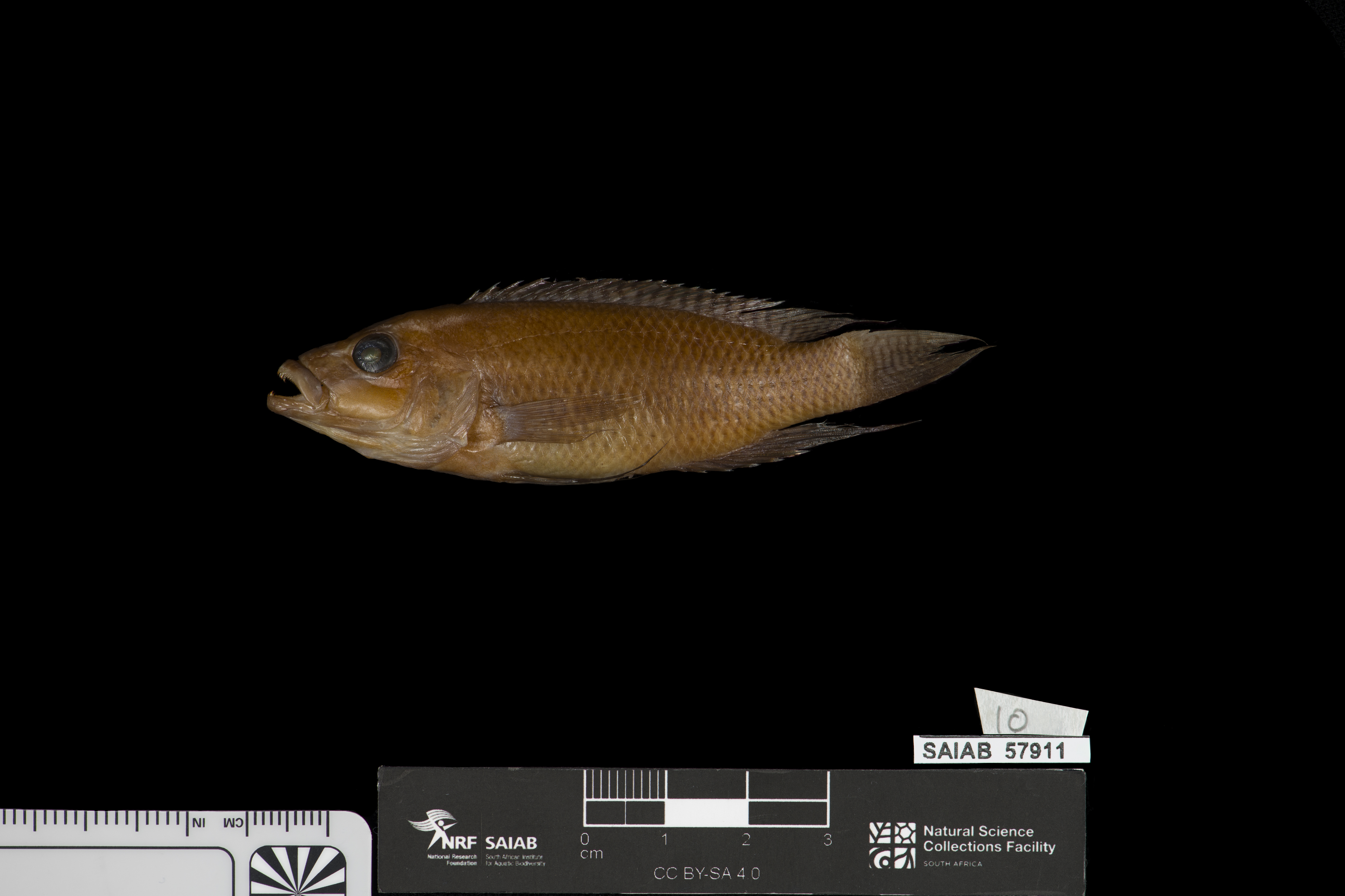 Neolamprologus chitamwebwai