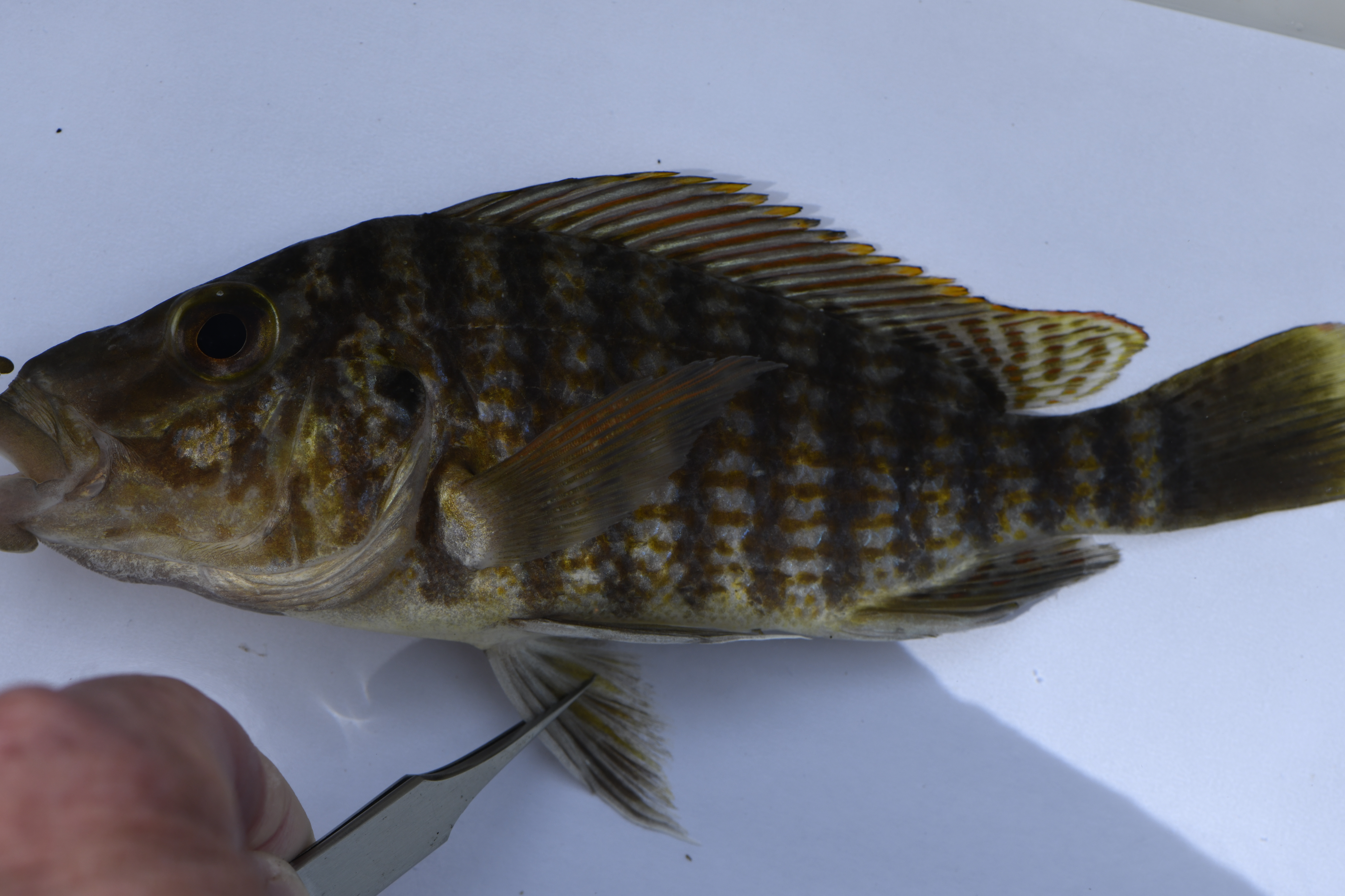 Lobochilotes labiatus