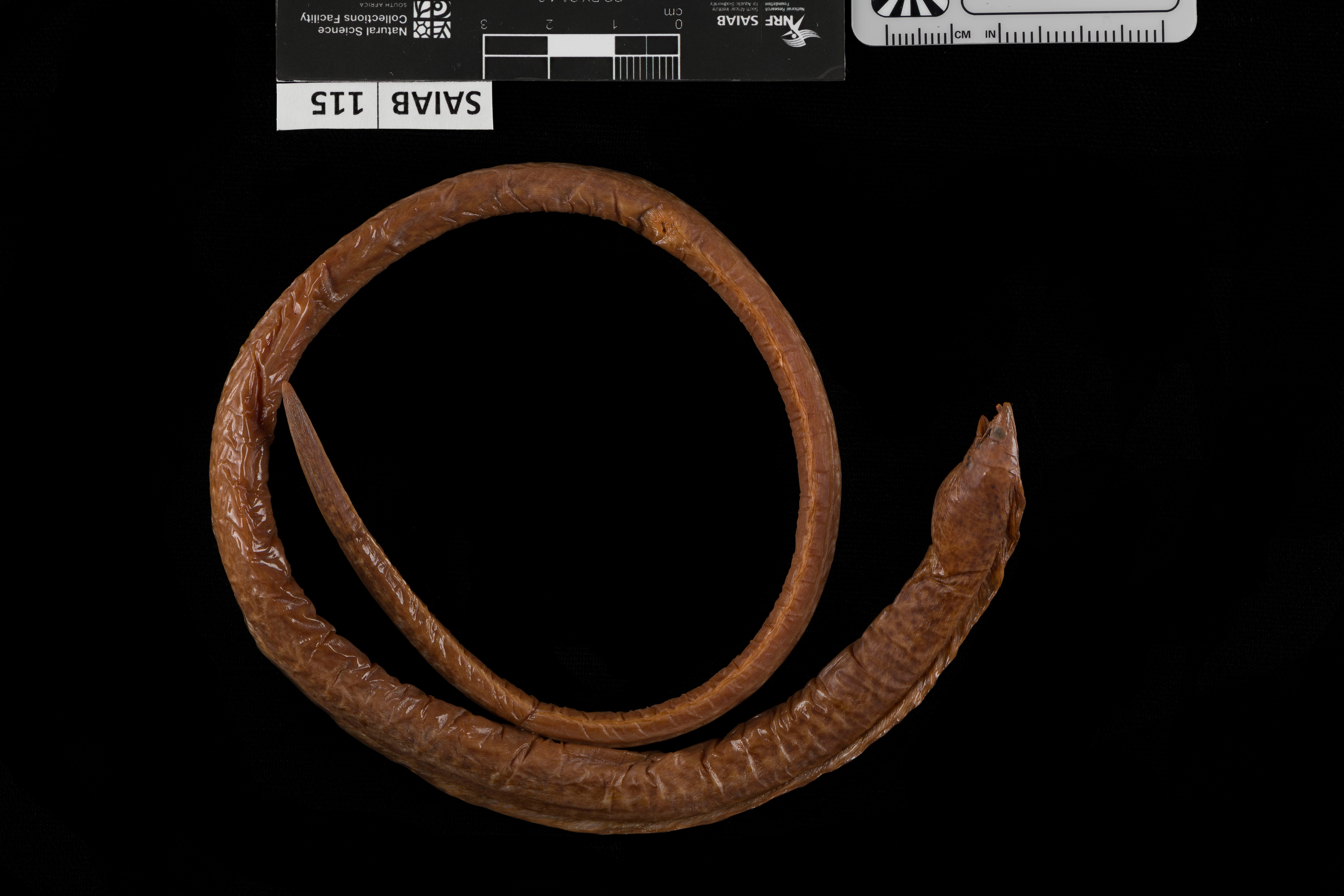 Cloudy cuskeel (Xestochilus nebulosus) — Ophichthidae — 2