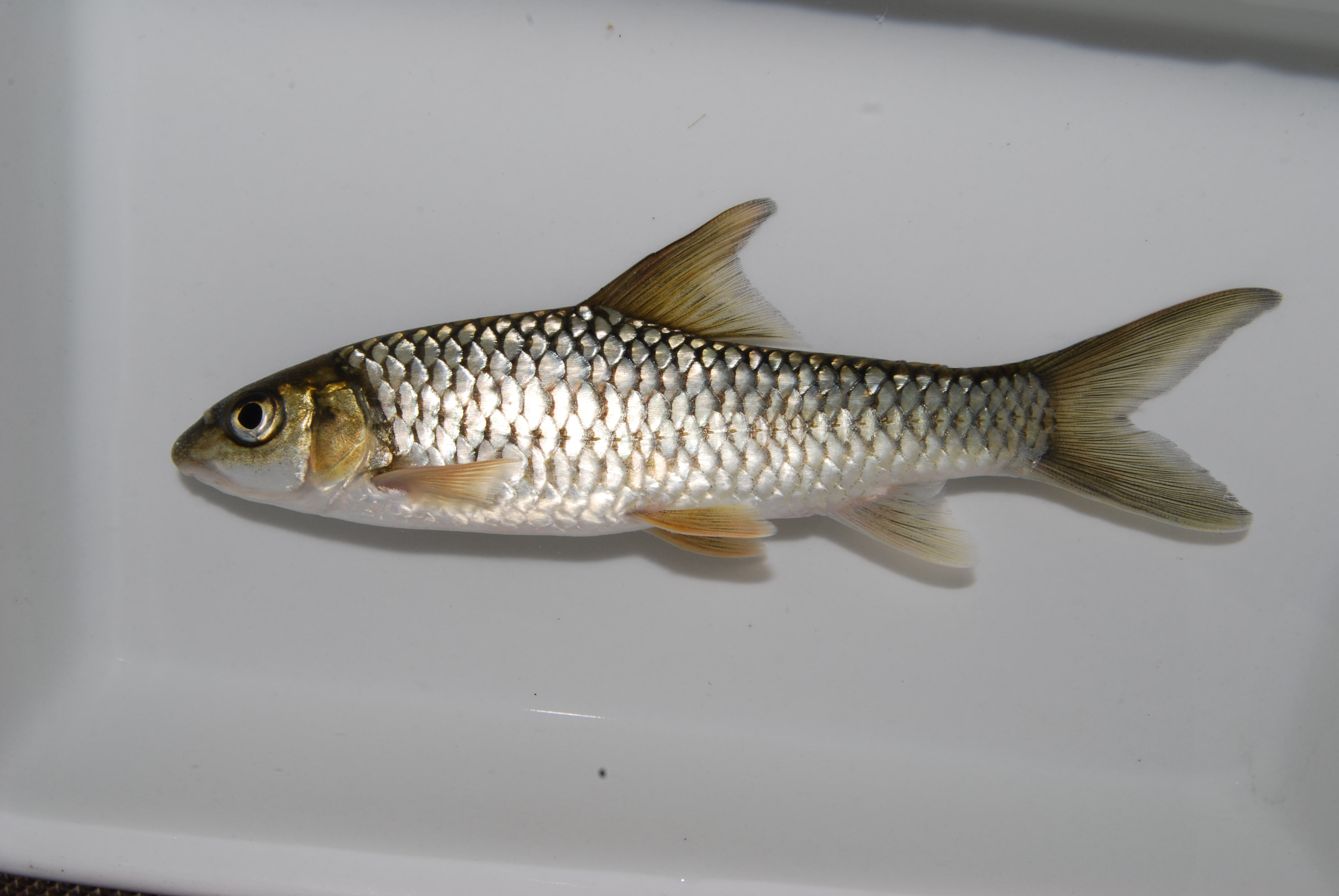 Upper Zambezi yellowfish (Labeobarbus codringtonii) — Cyprinidae — 5