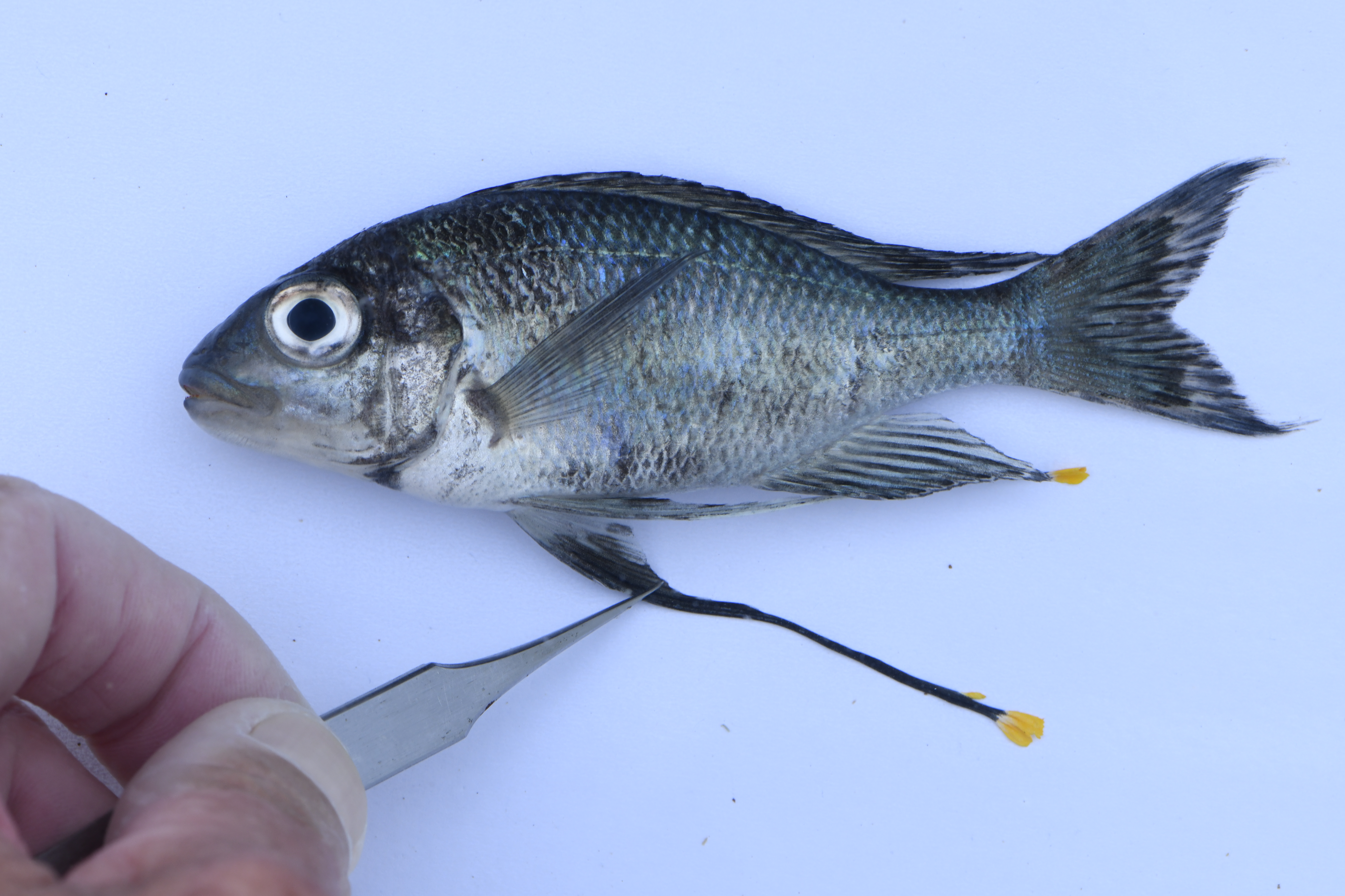 Ophthalmotilapia ventralis