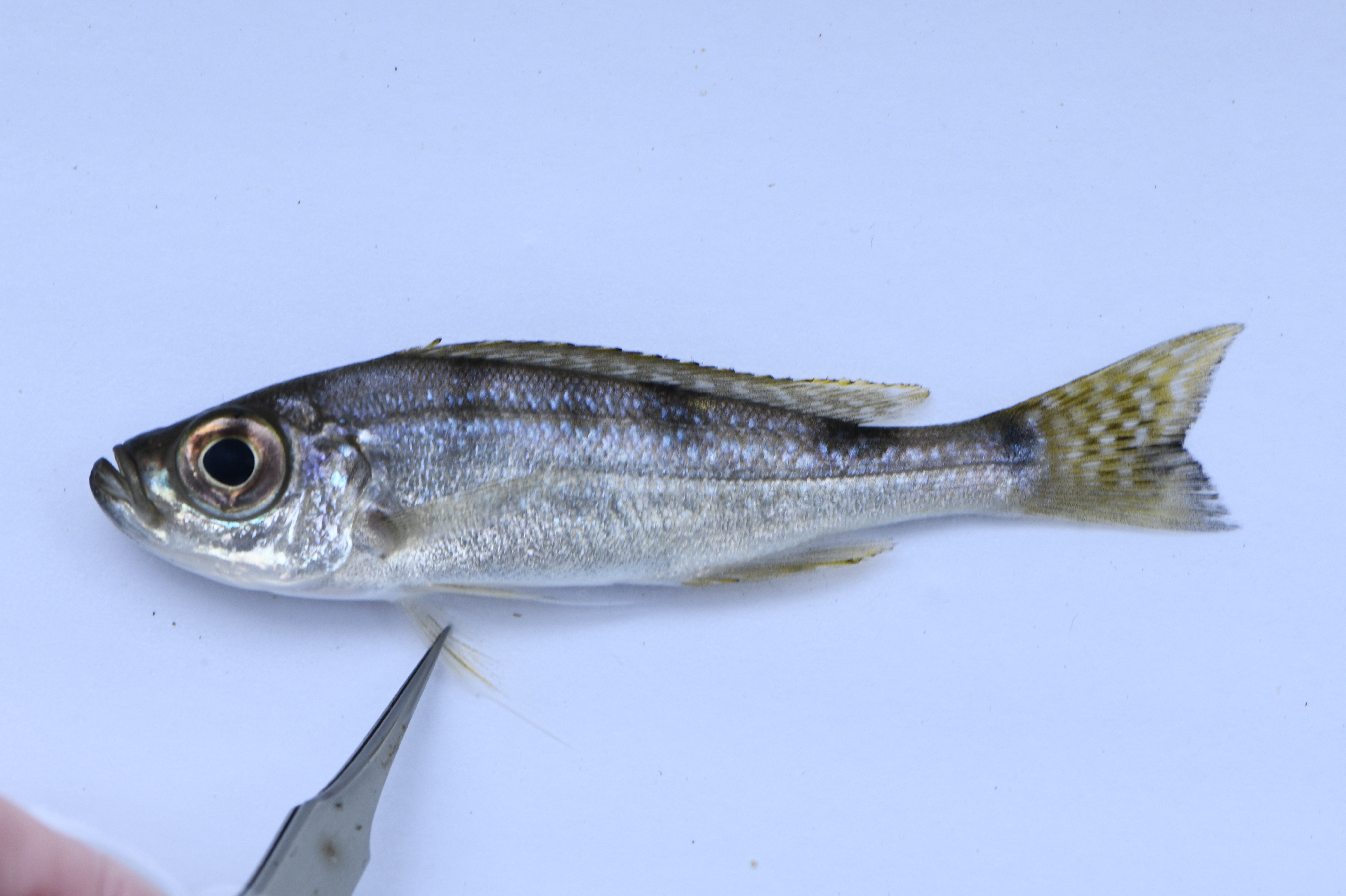Haplotaxodon microlepis