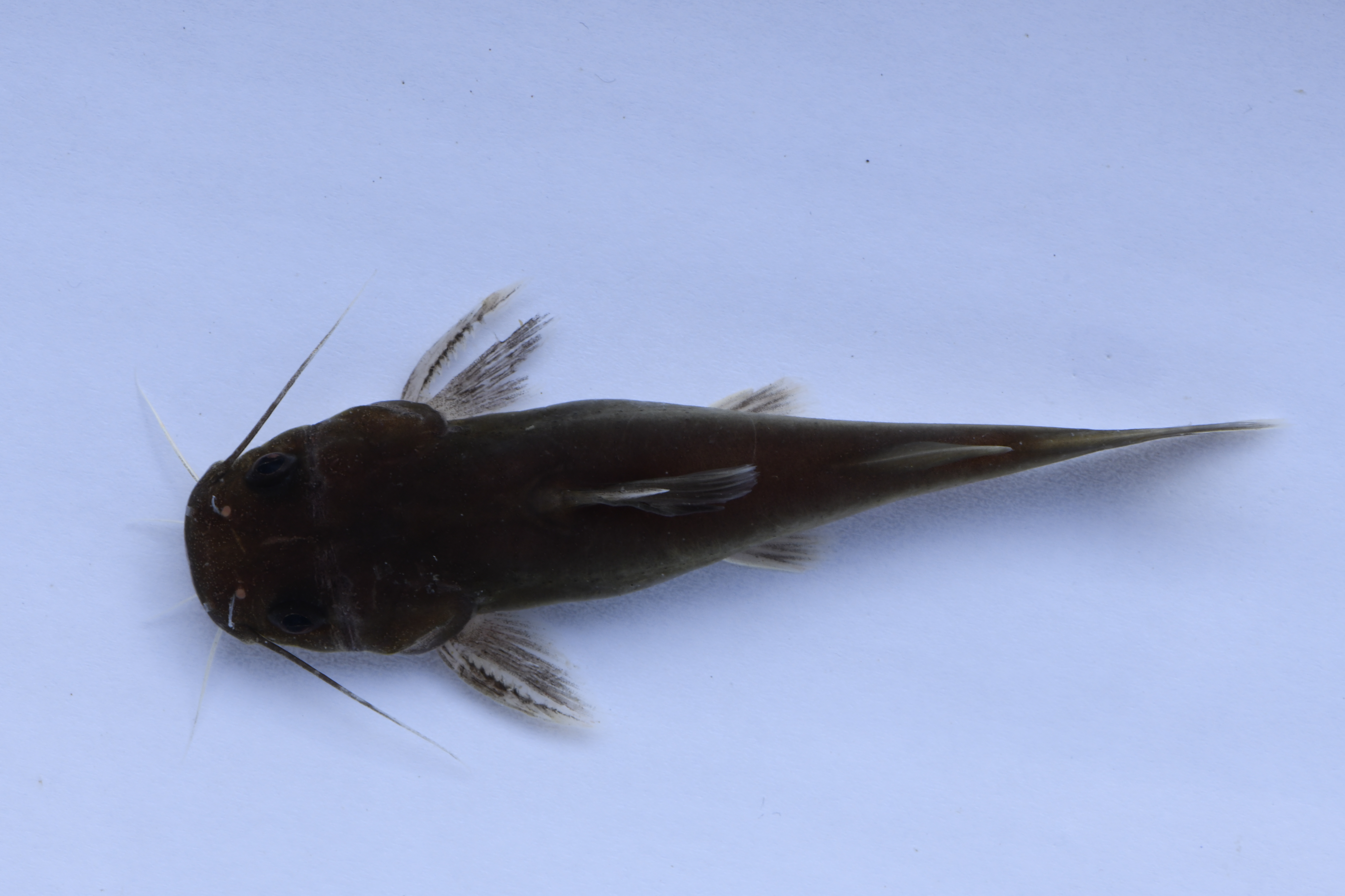 Flathead claroteid catfish (Bathybagrus platycephalus) — Claroteidae — 2