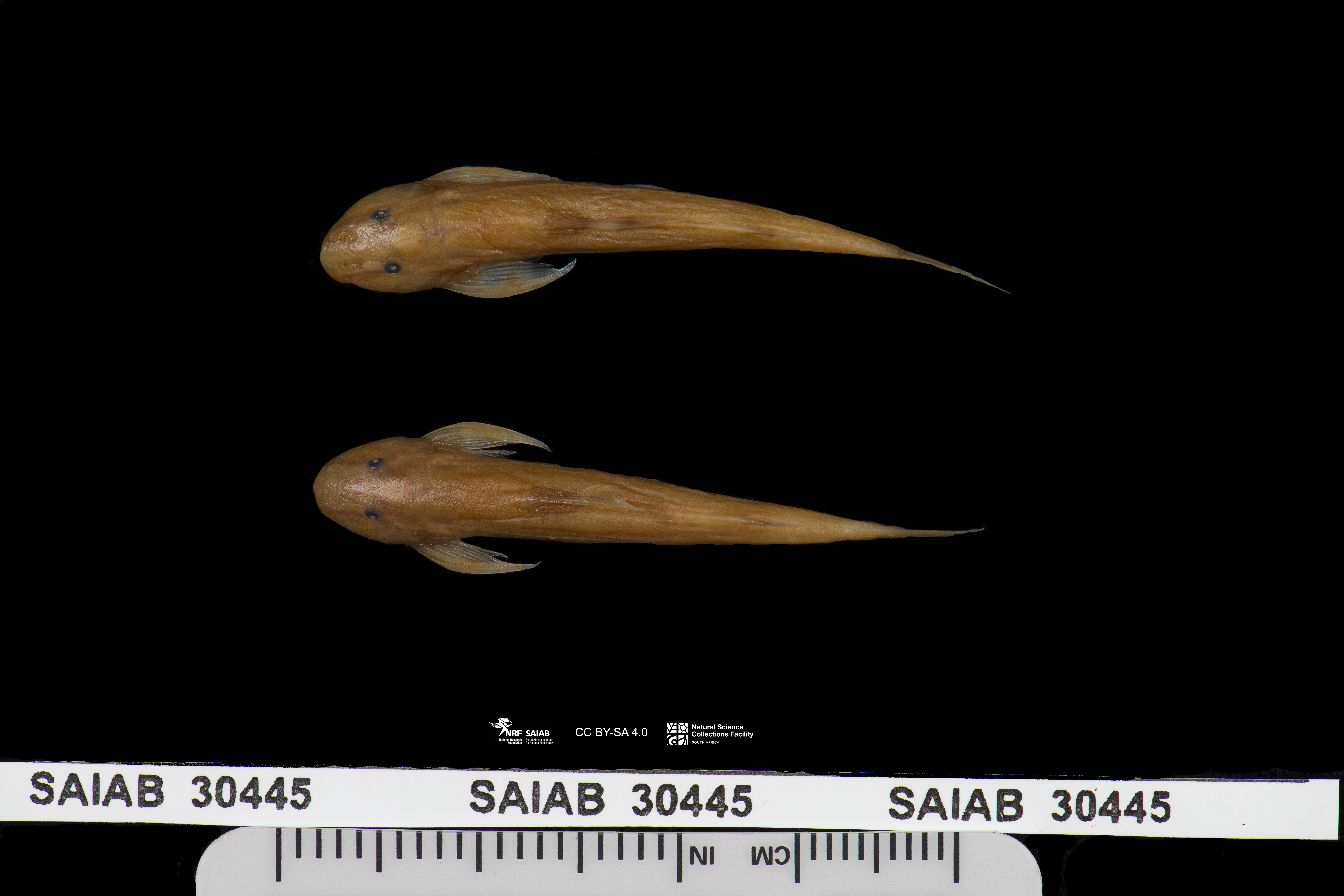 Loach catfish (Doumea thysi) — Amphiliidae