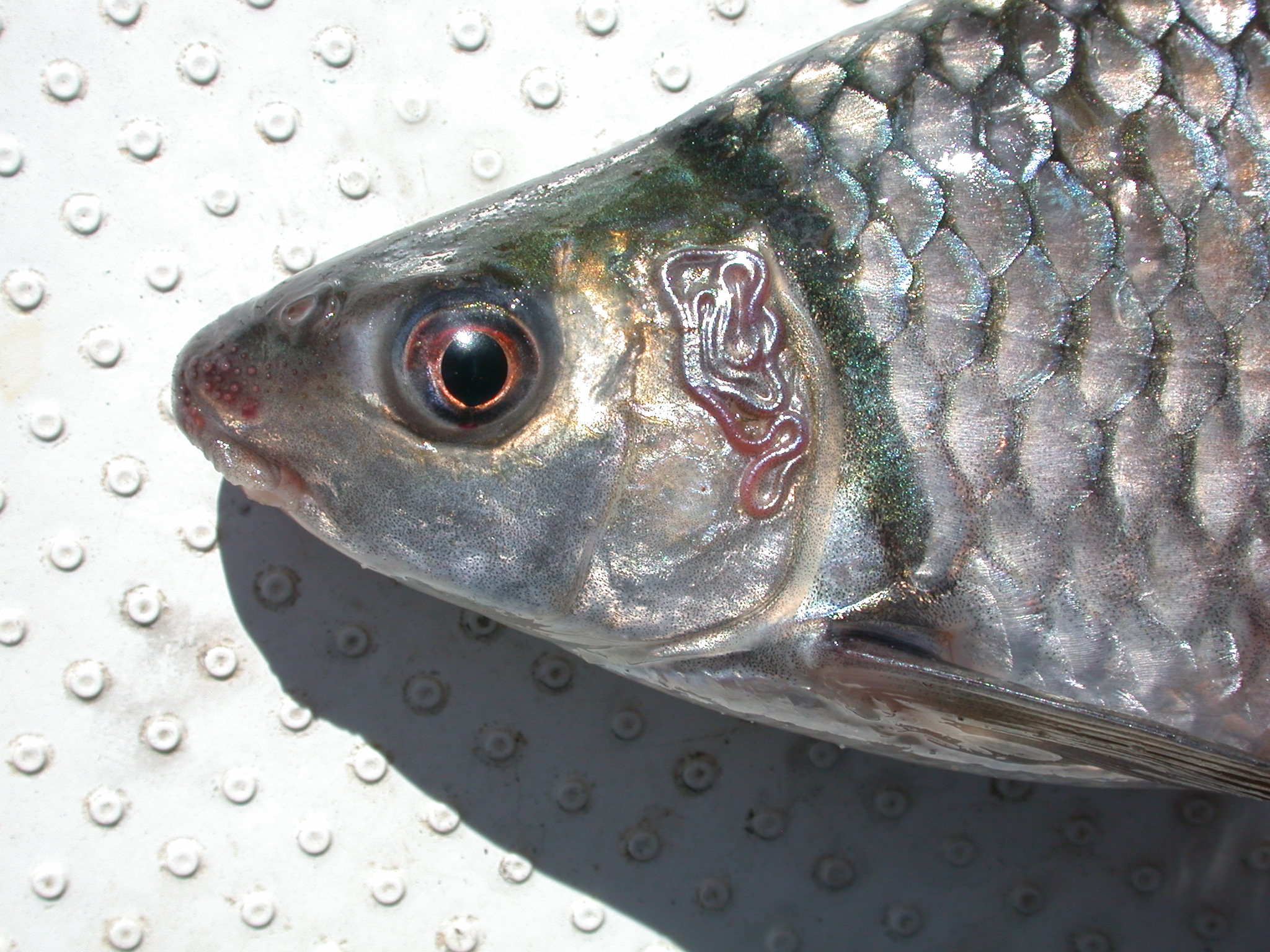 Redeye labeo (Labeo altivelis) — Cyprinidae — 4
