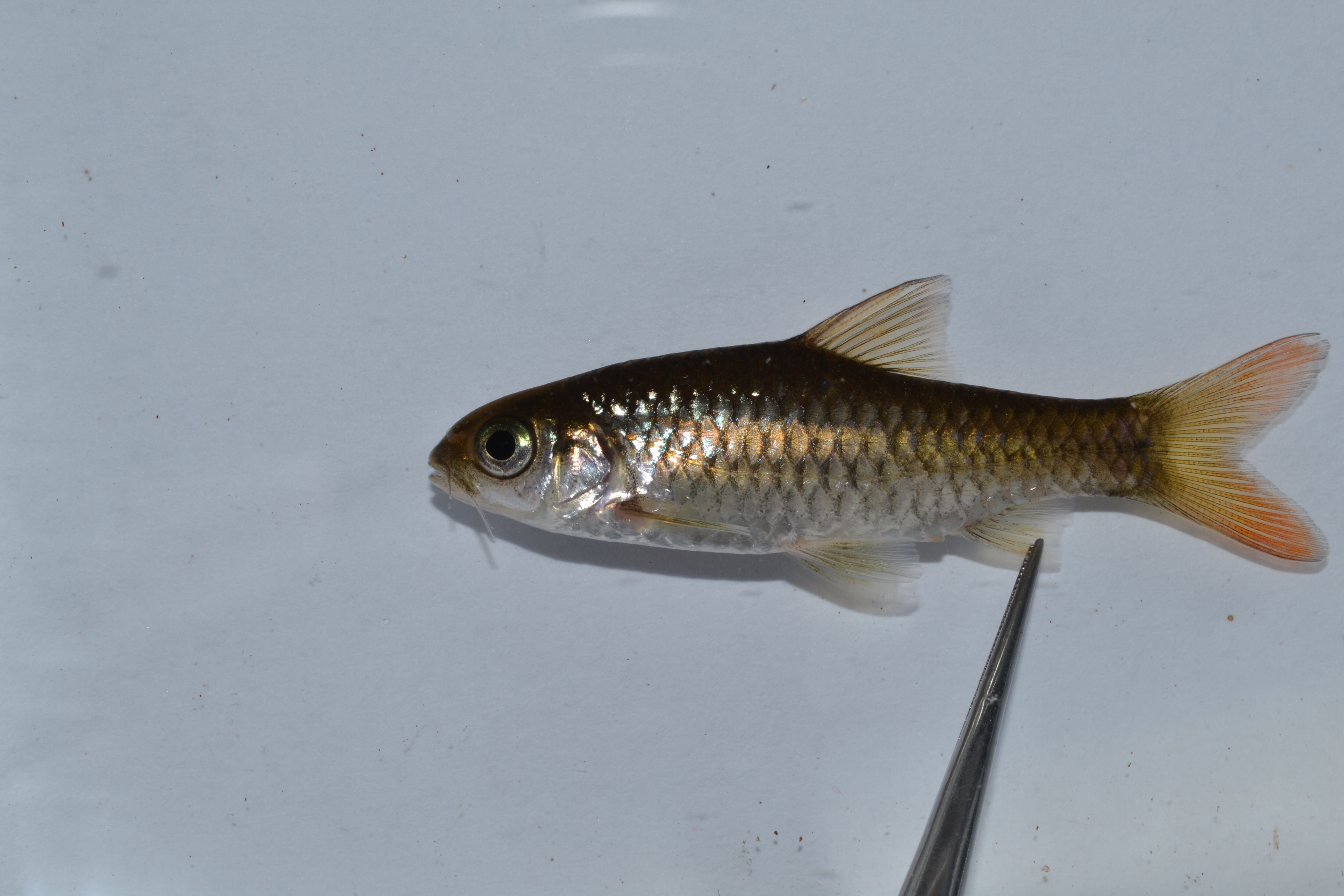 Yellow barb (Enteromius manicensis) — Cyprinidae
