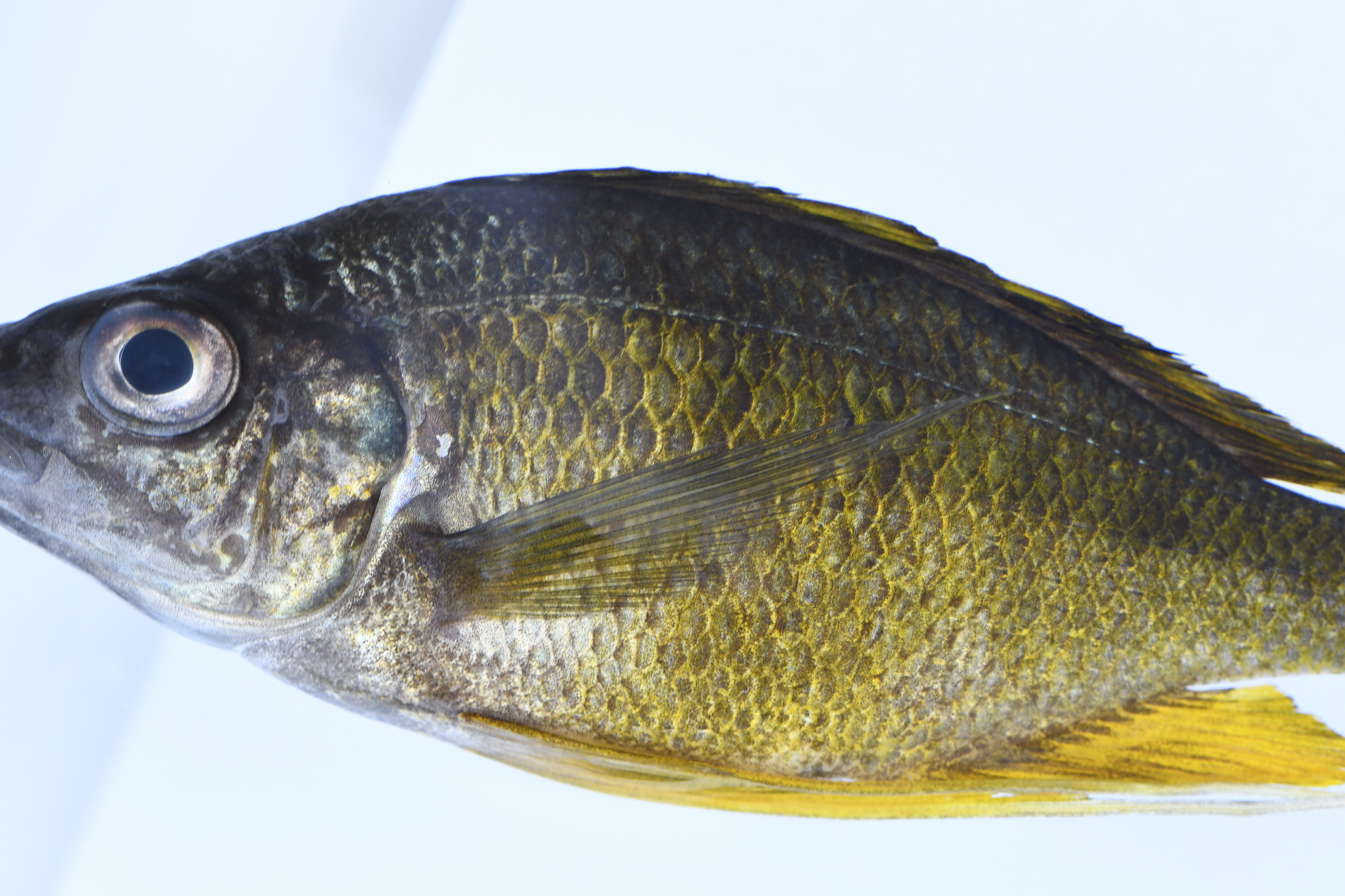 Ophthalmotilapia nasuta