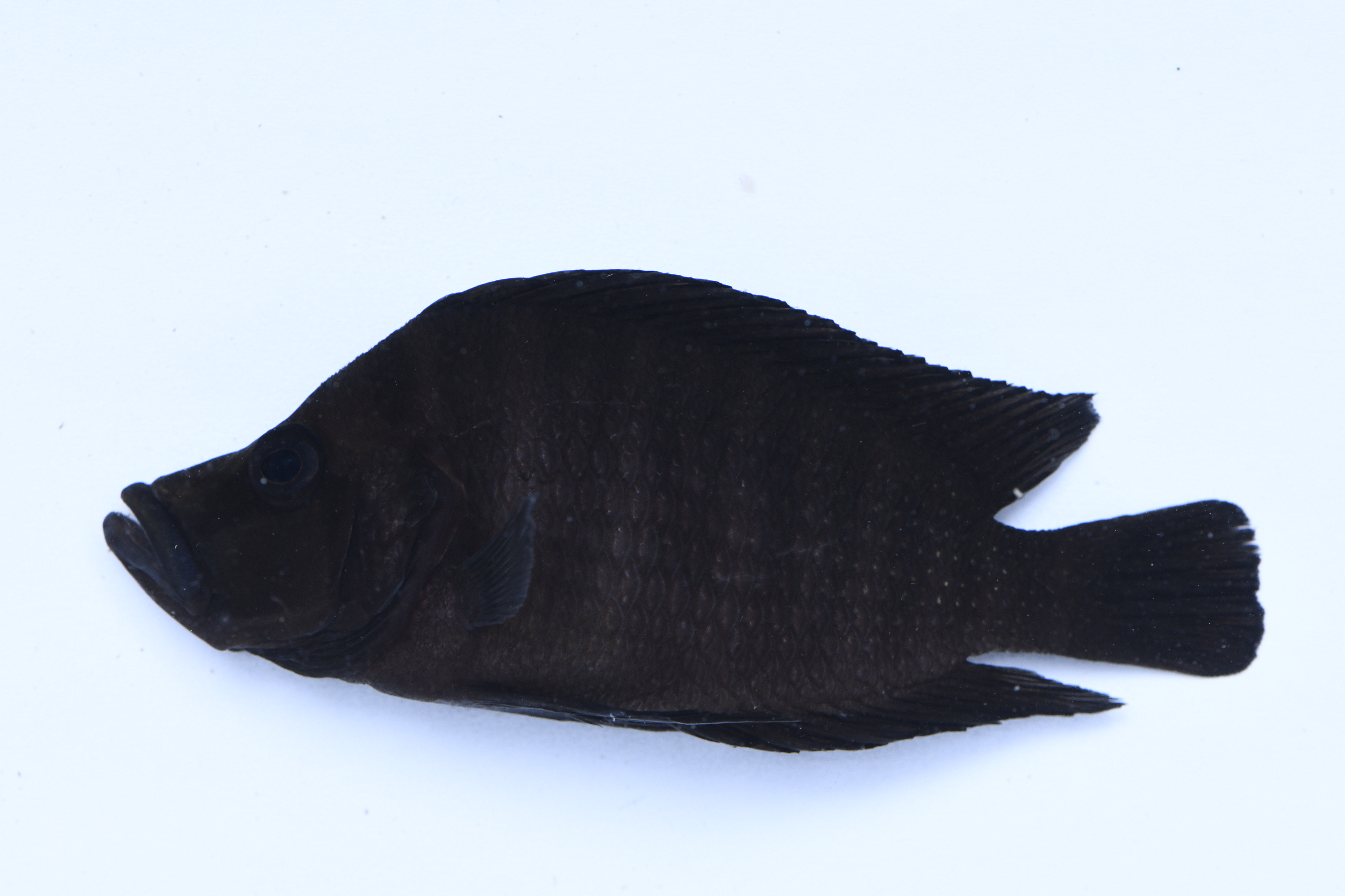 Altolamprologus compressiceps