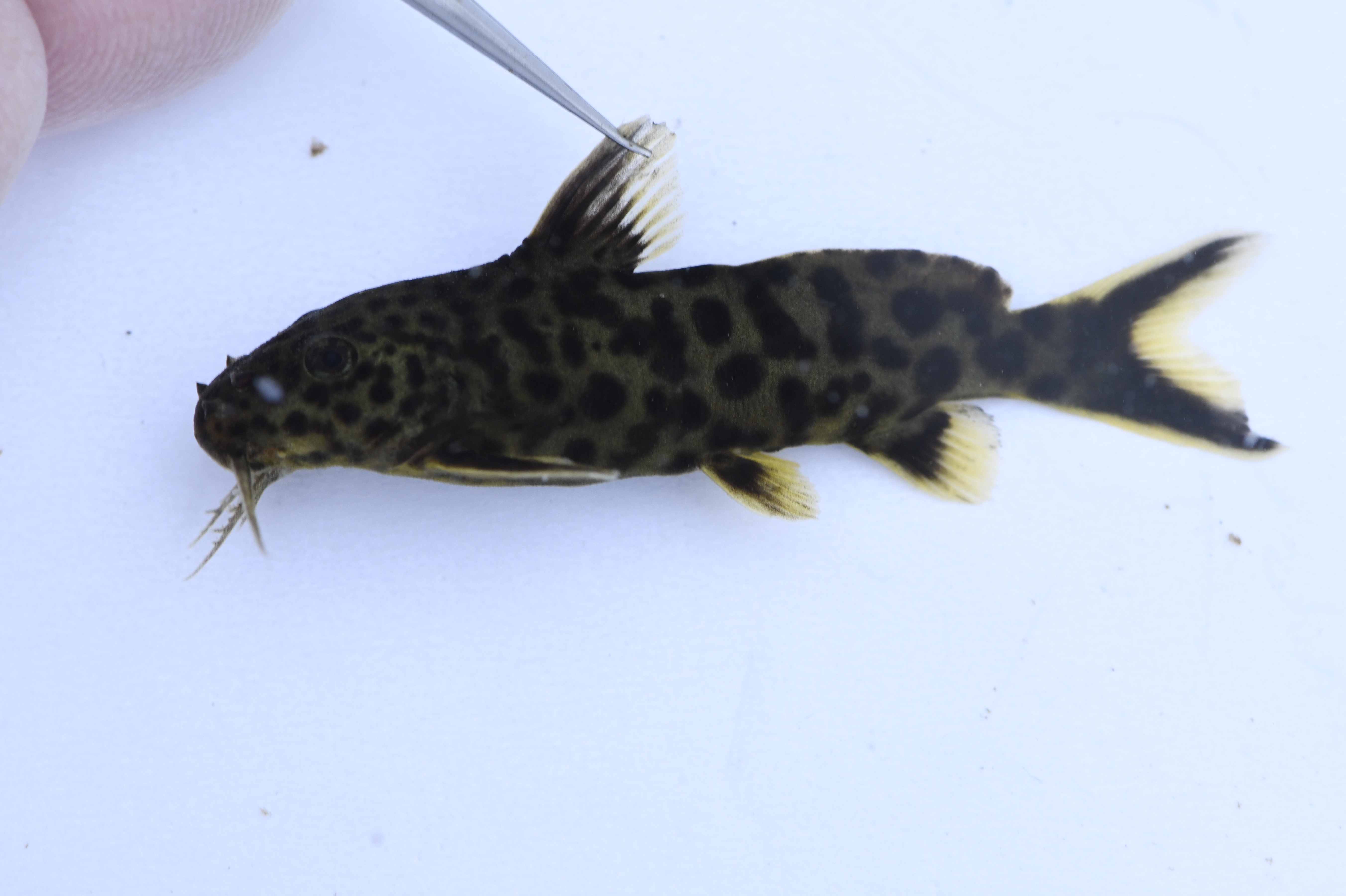Dwerg-schraapmeerval (Synodontis petricola) — Mochokidae — 2