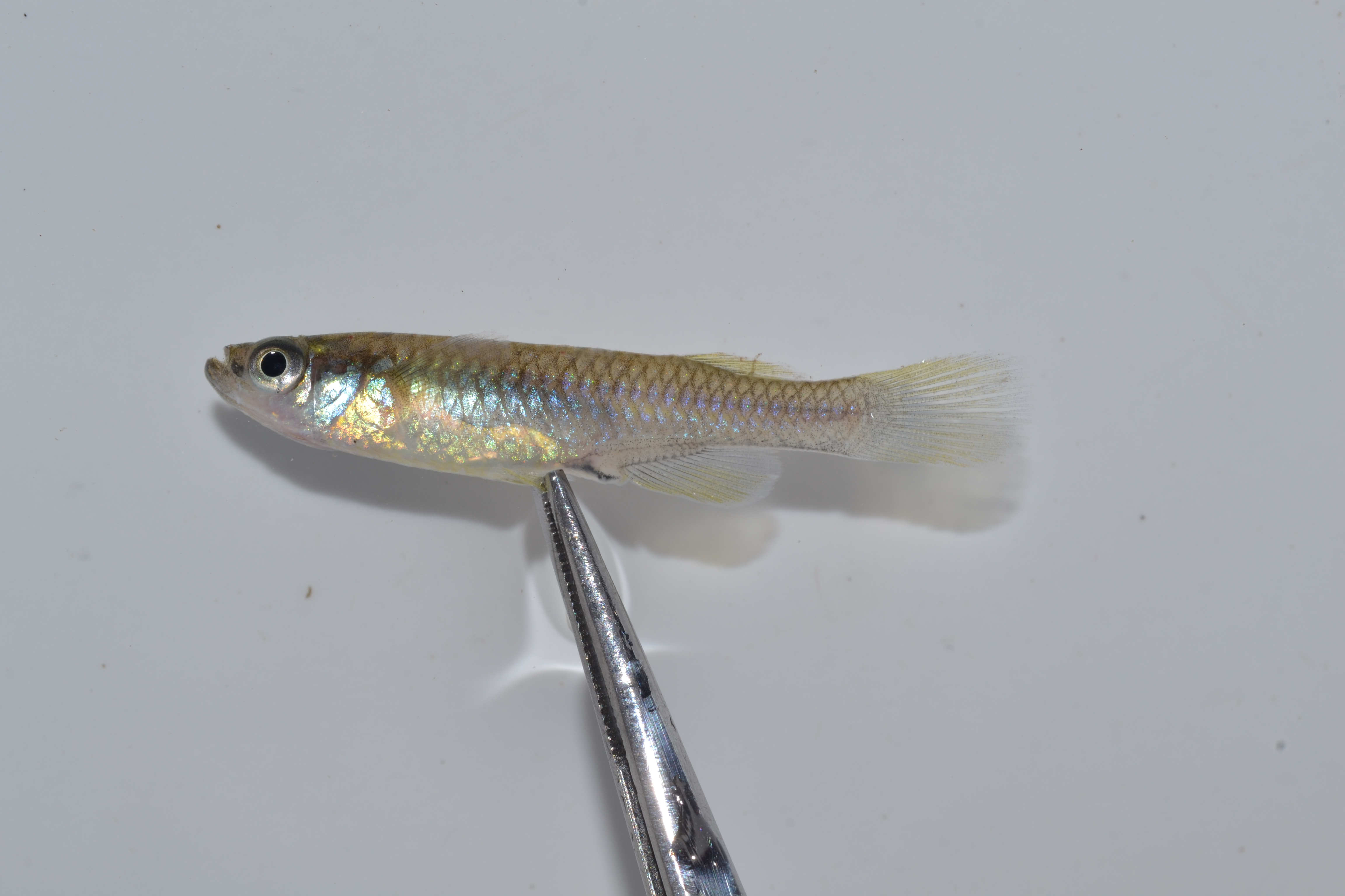 Natal lampeye (Lacustricola myaposae) — Poeciliidae