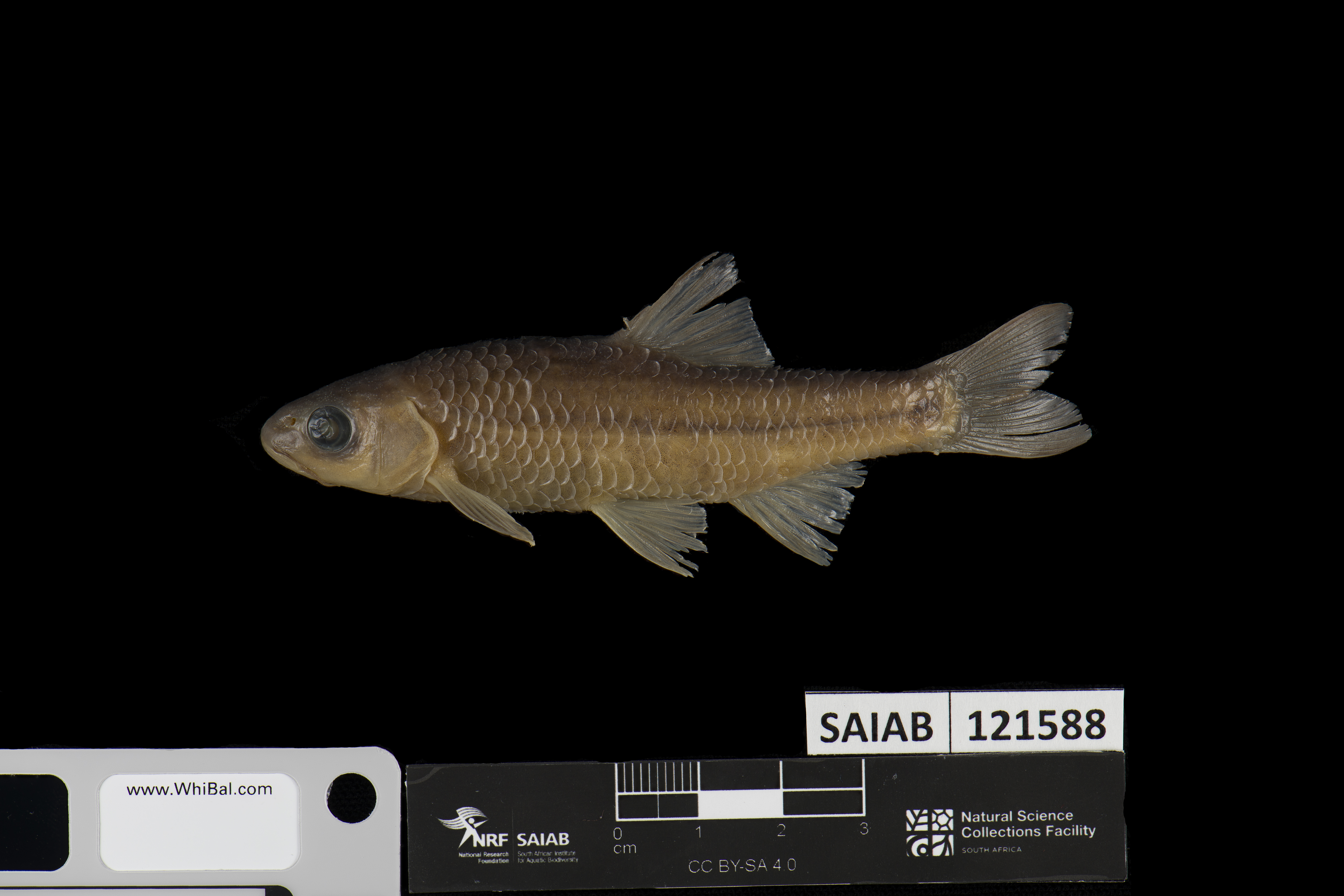 Twee River redfin (Pseudobarbus erubescens) — Cyprinidae — 3