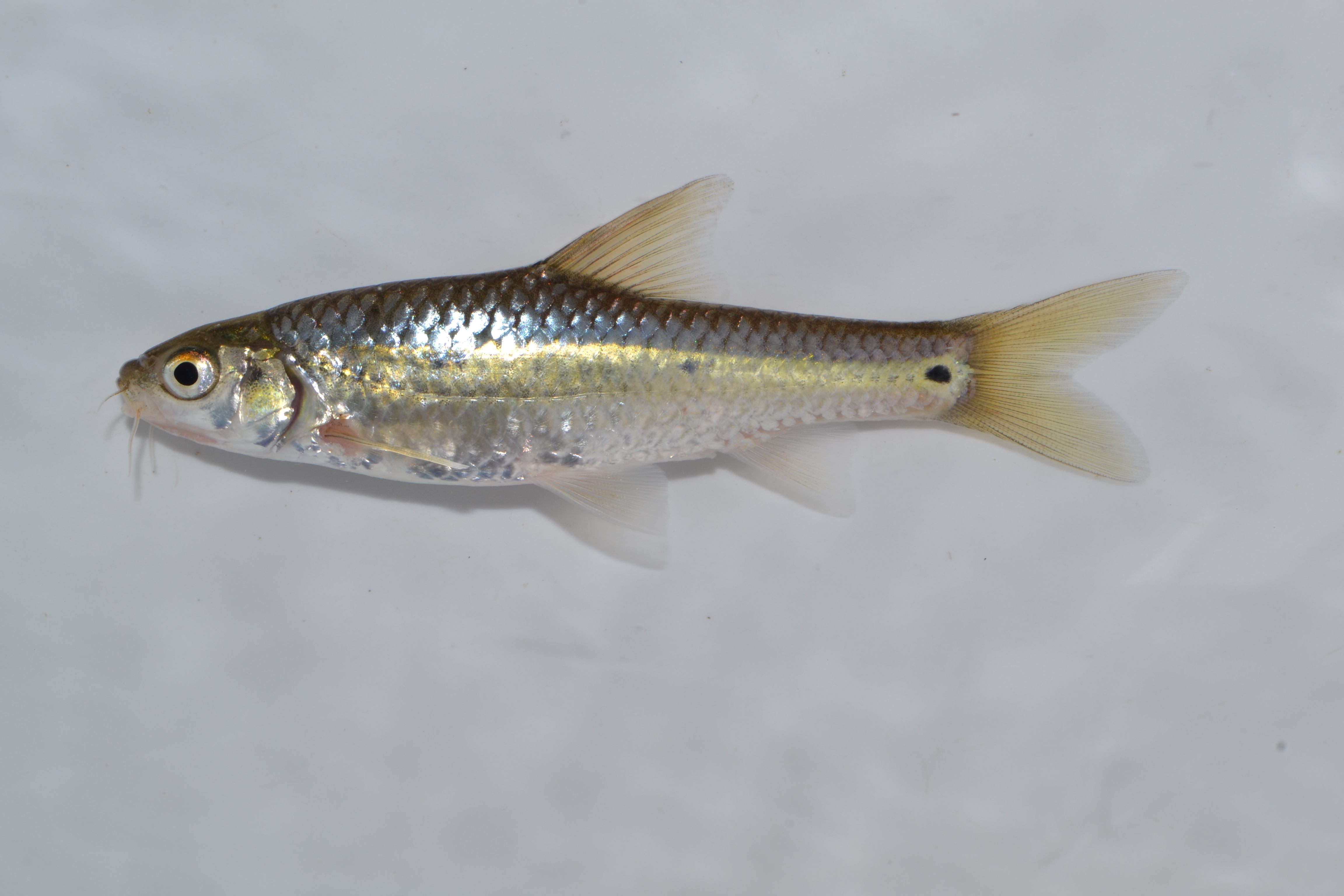 Threespot barb (Enteromius trimaculatus) — Cyprinidae — 4
