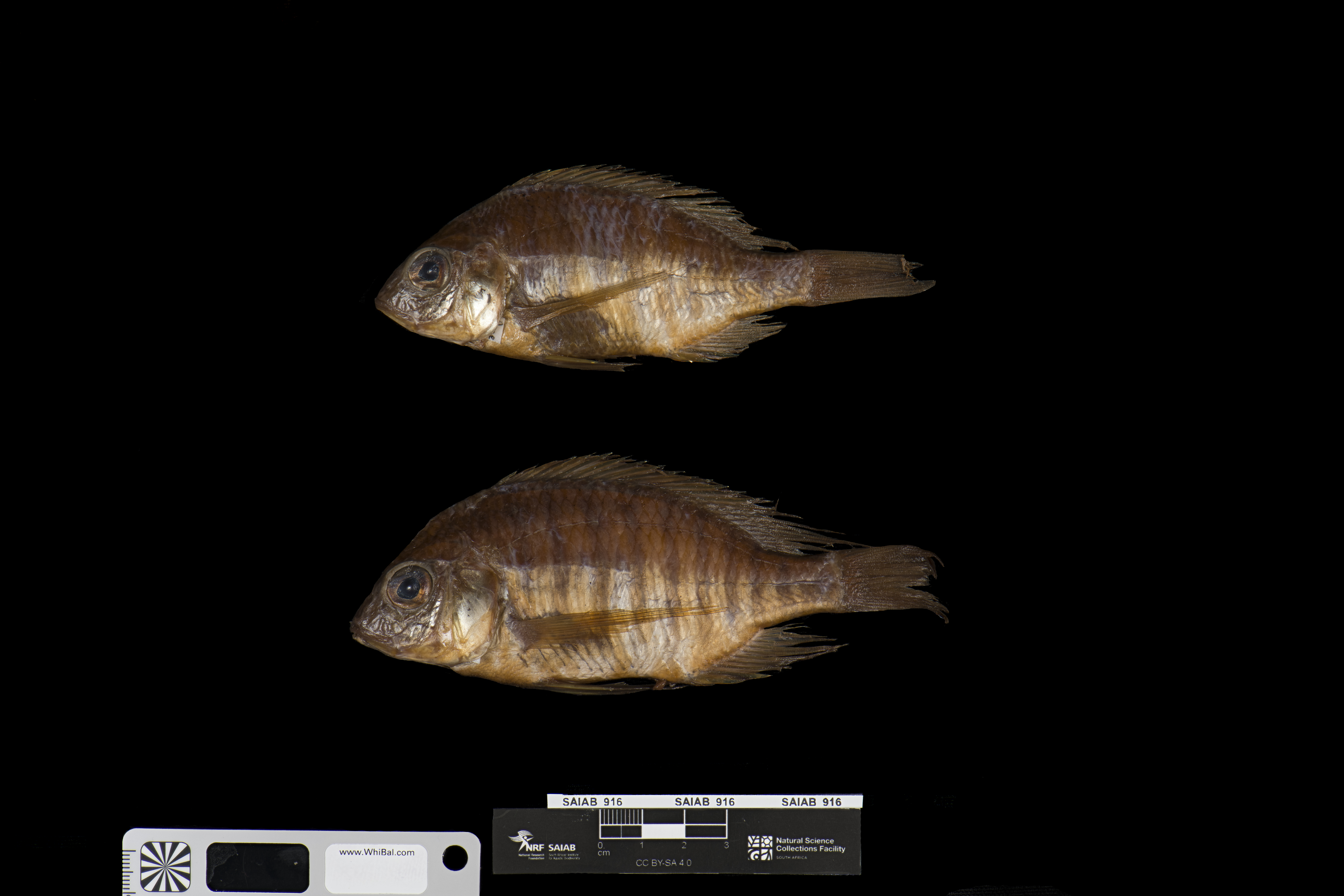 Cichlid (Lethrinops stridei) — Cichlidae