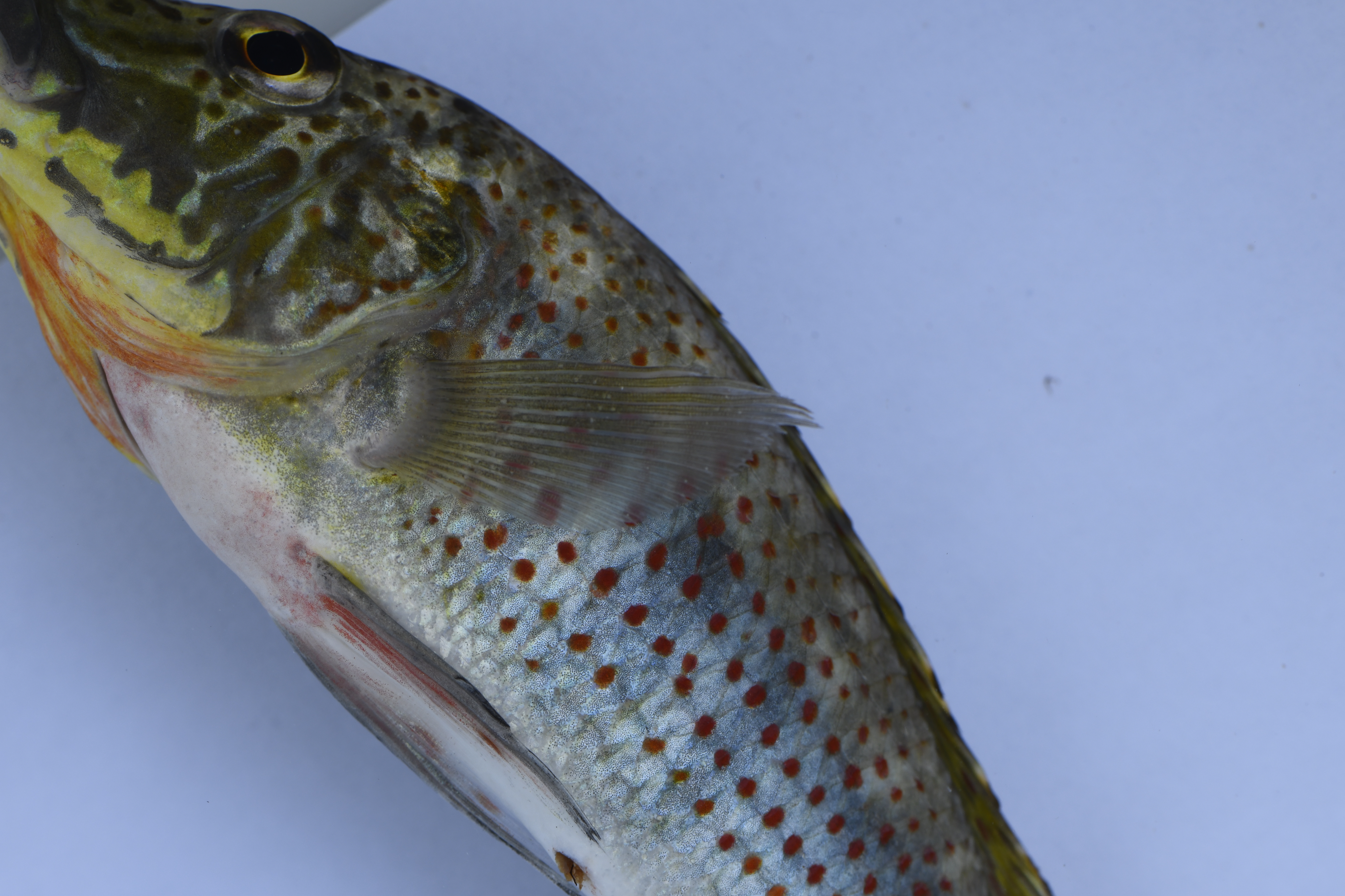 Ctenochromis horei